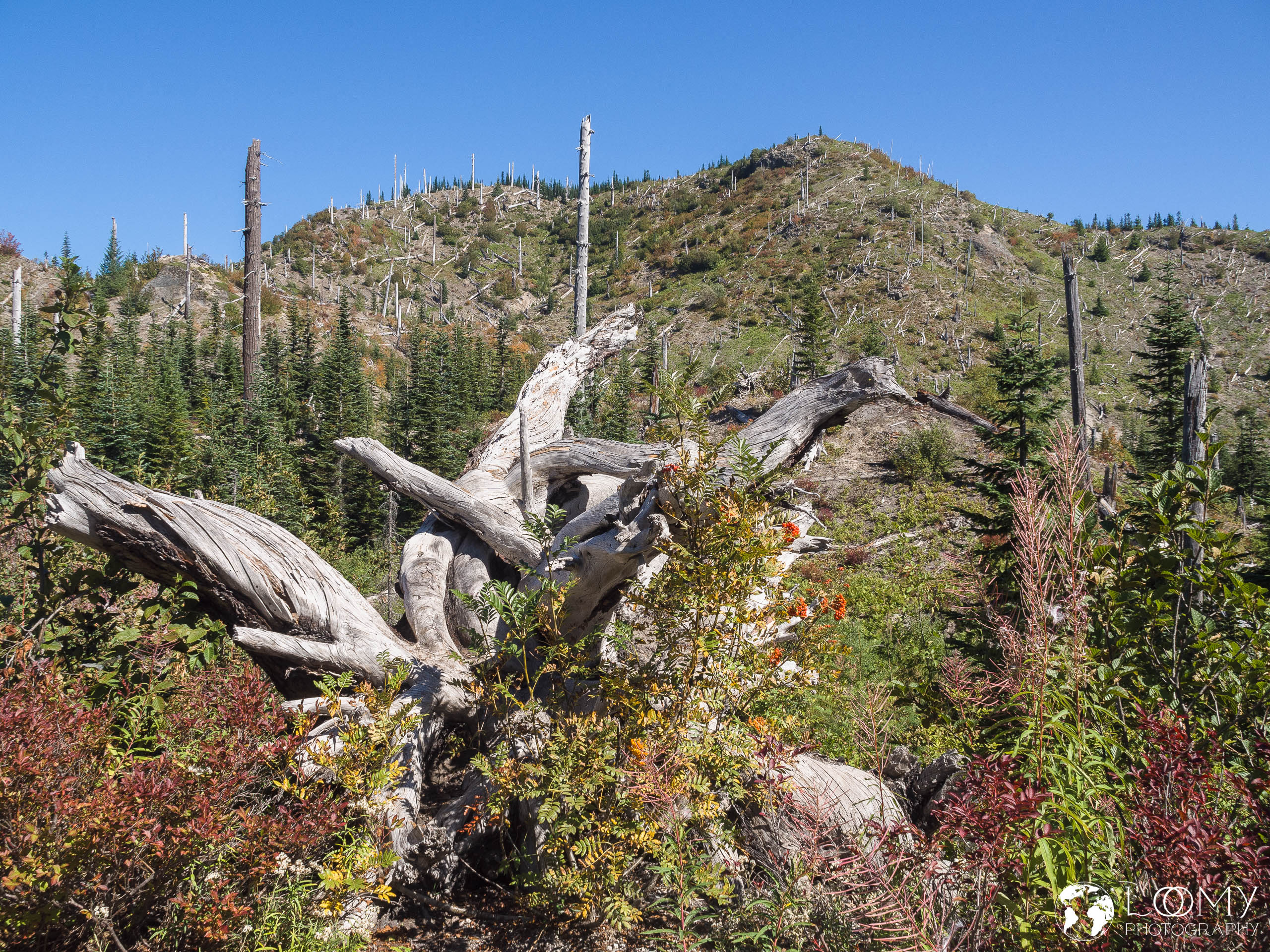 Western Mountain Ash