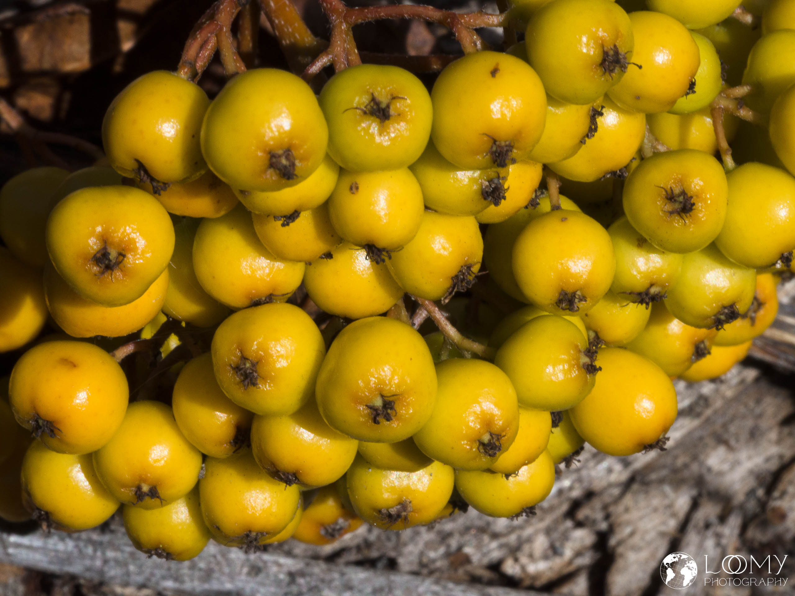 Western Mountain Ash