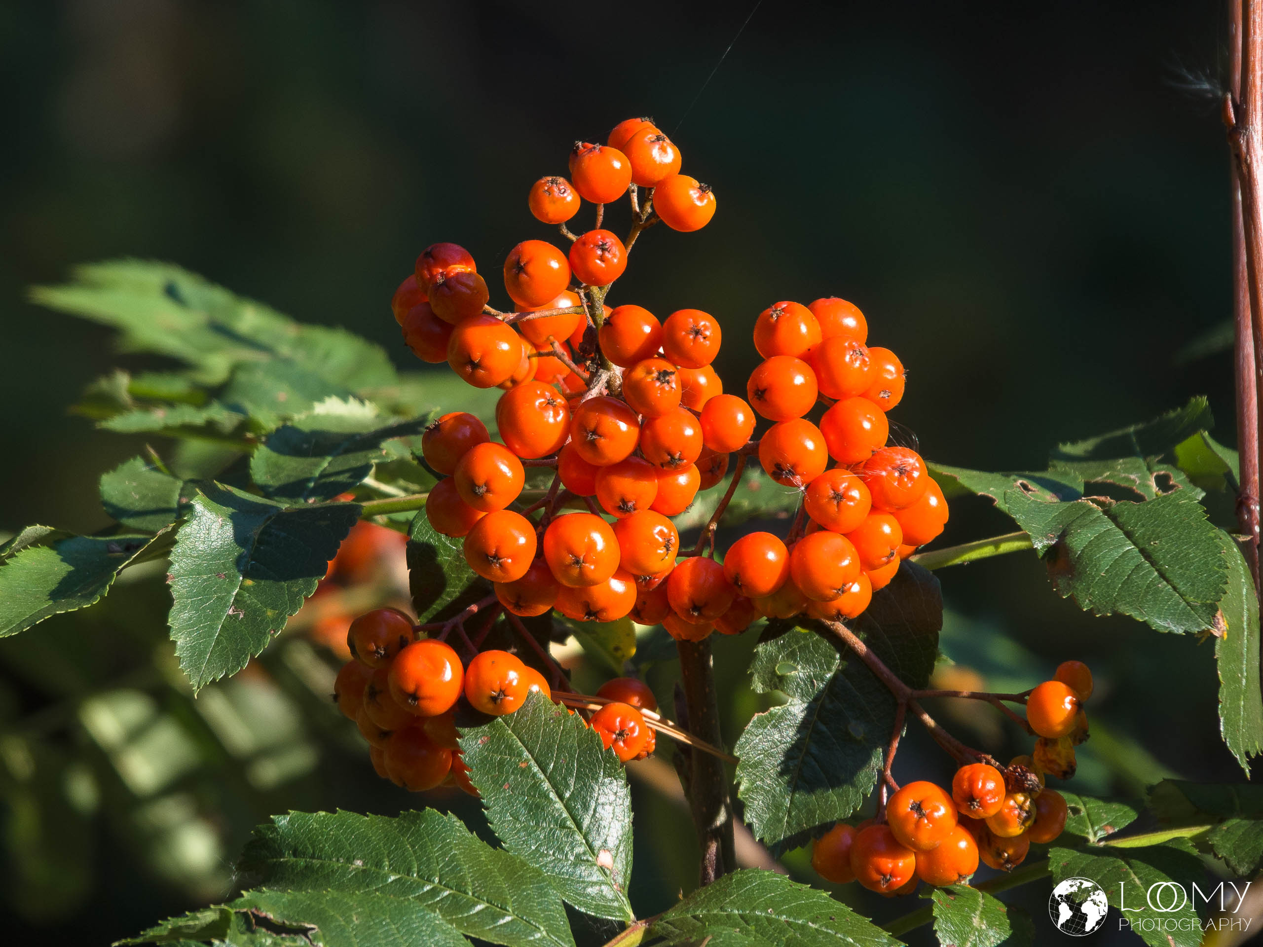 Western Mountain Ash
