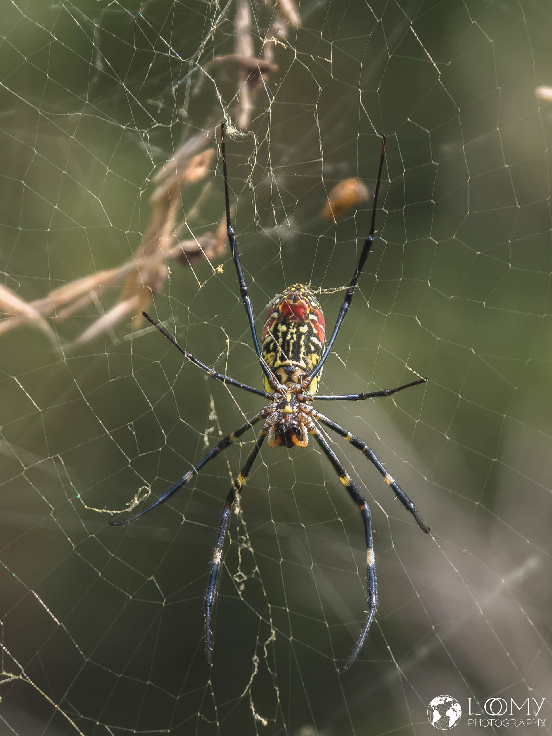 Seidenspinne
