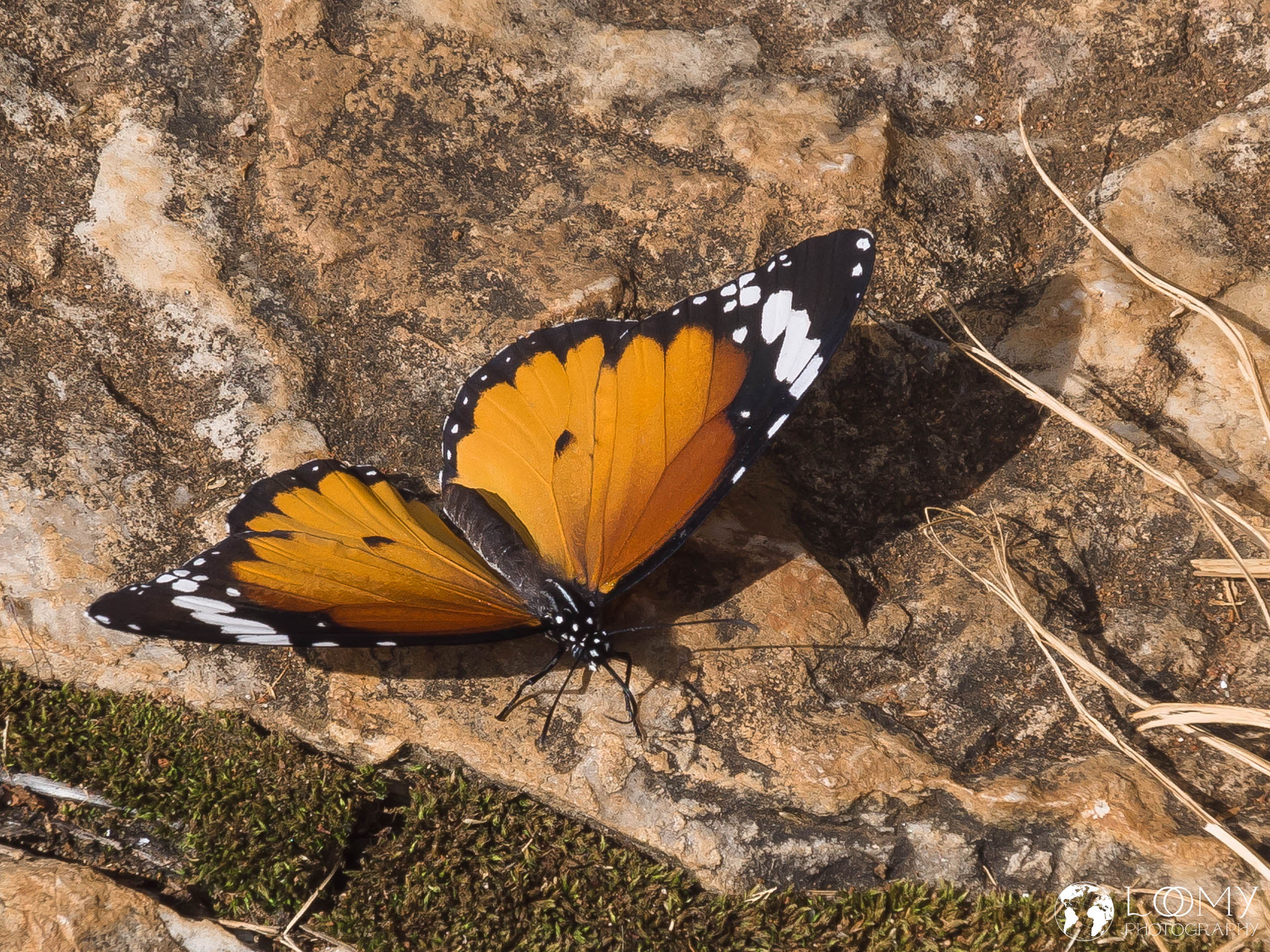 Kleiner Monarch
