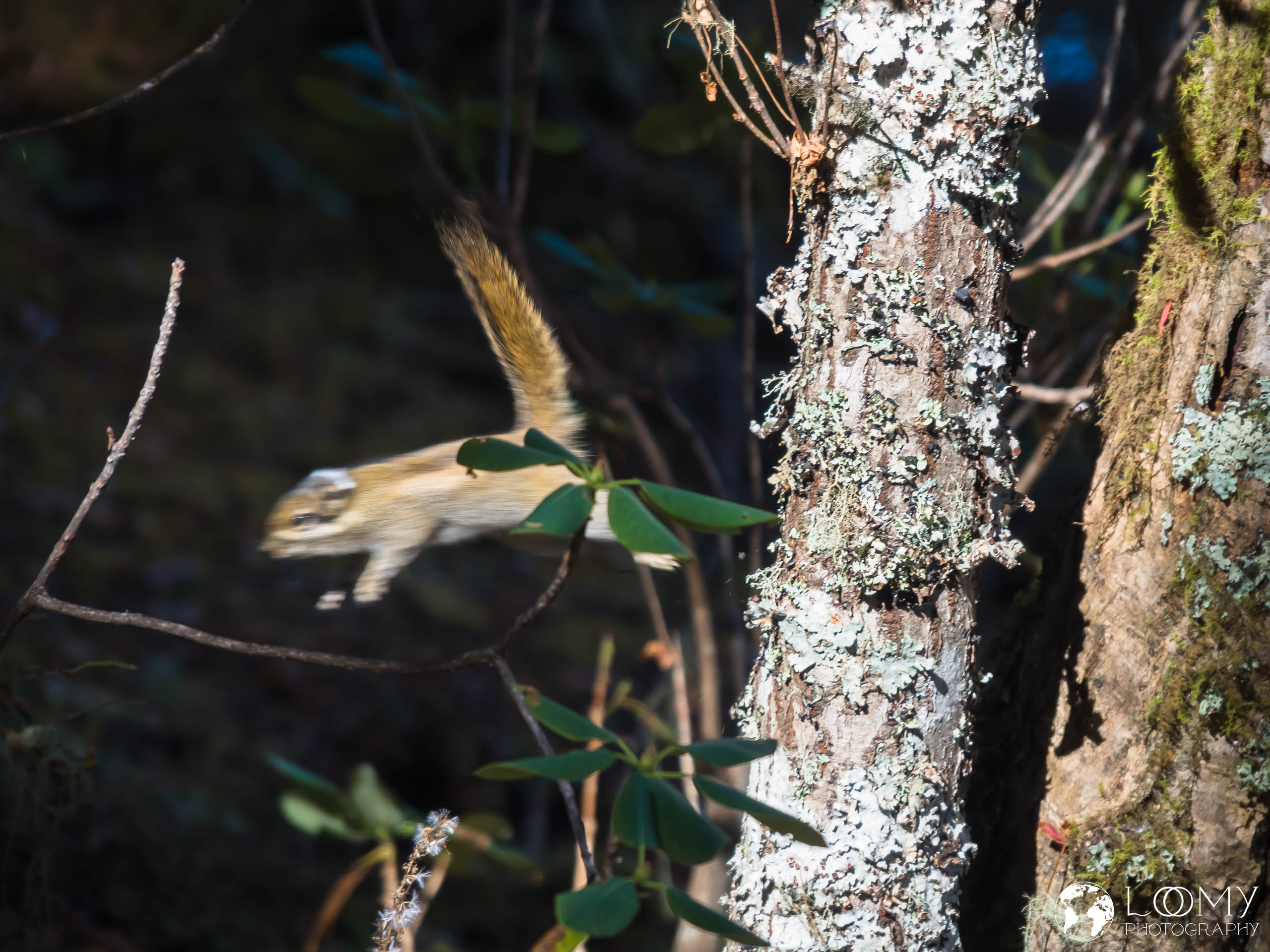 Fliegendes Eichhörnchen