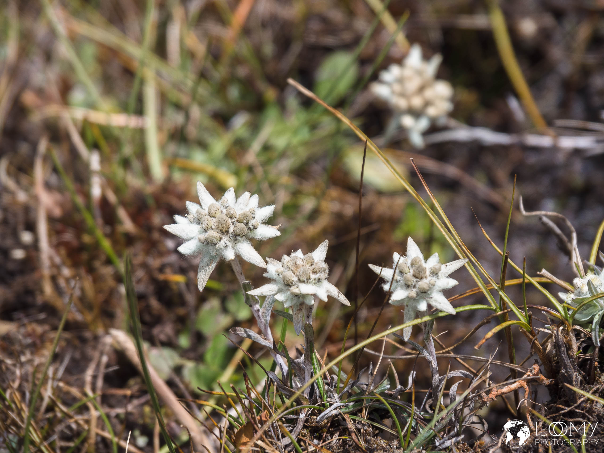 Himalaya Edelweiss
