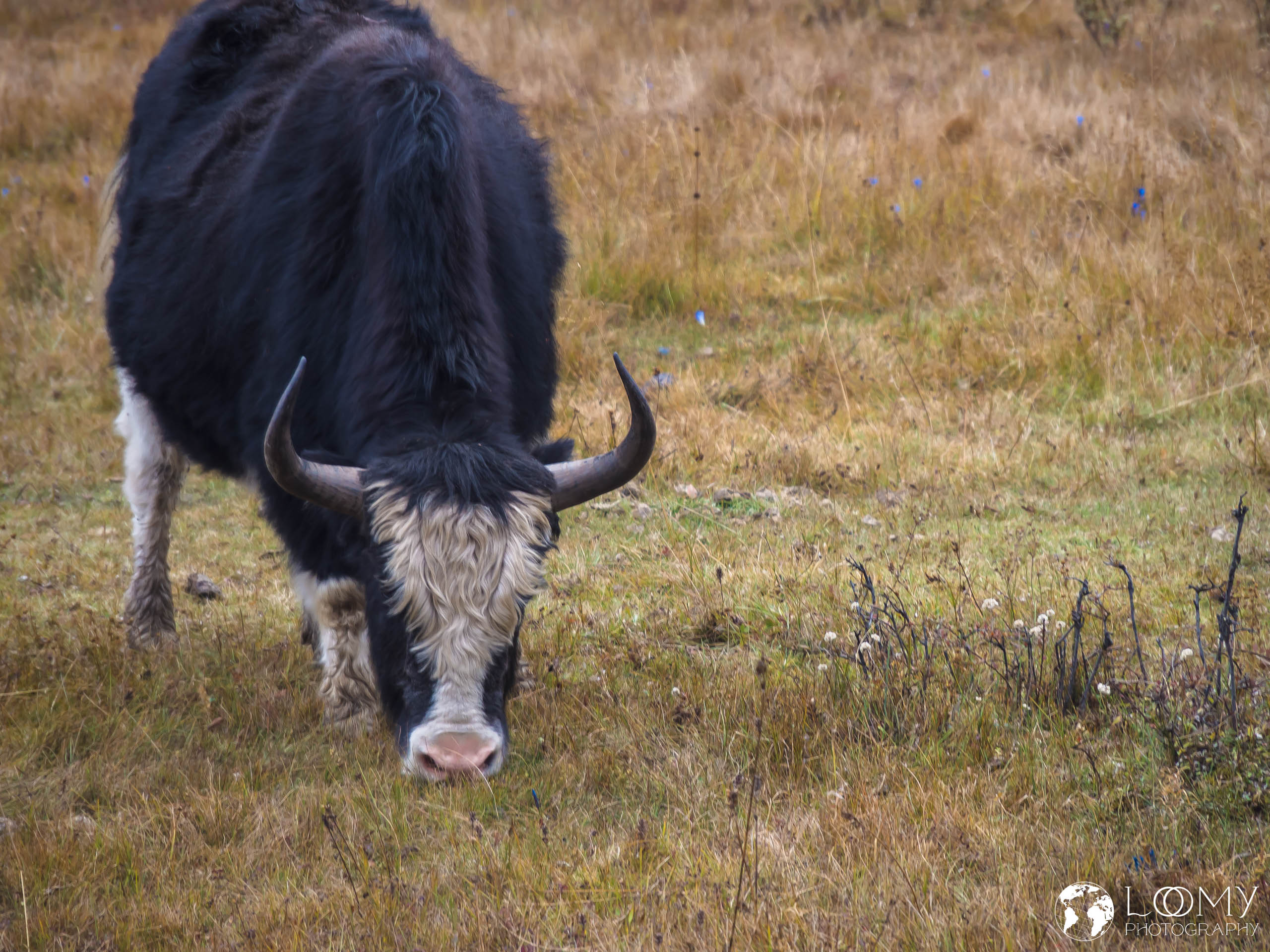 Yak