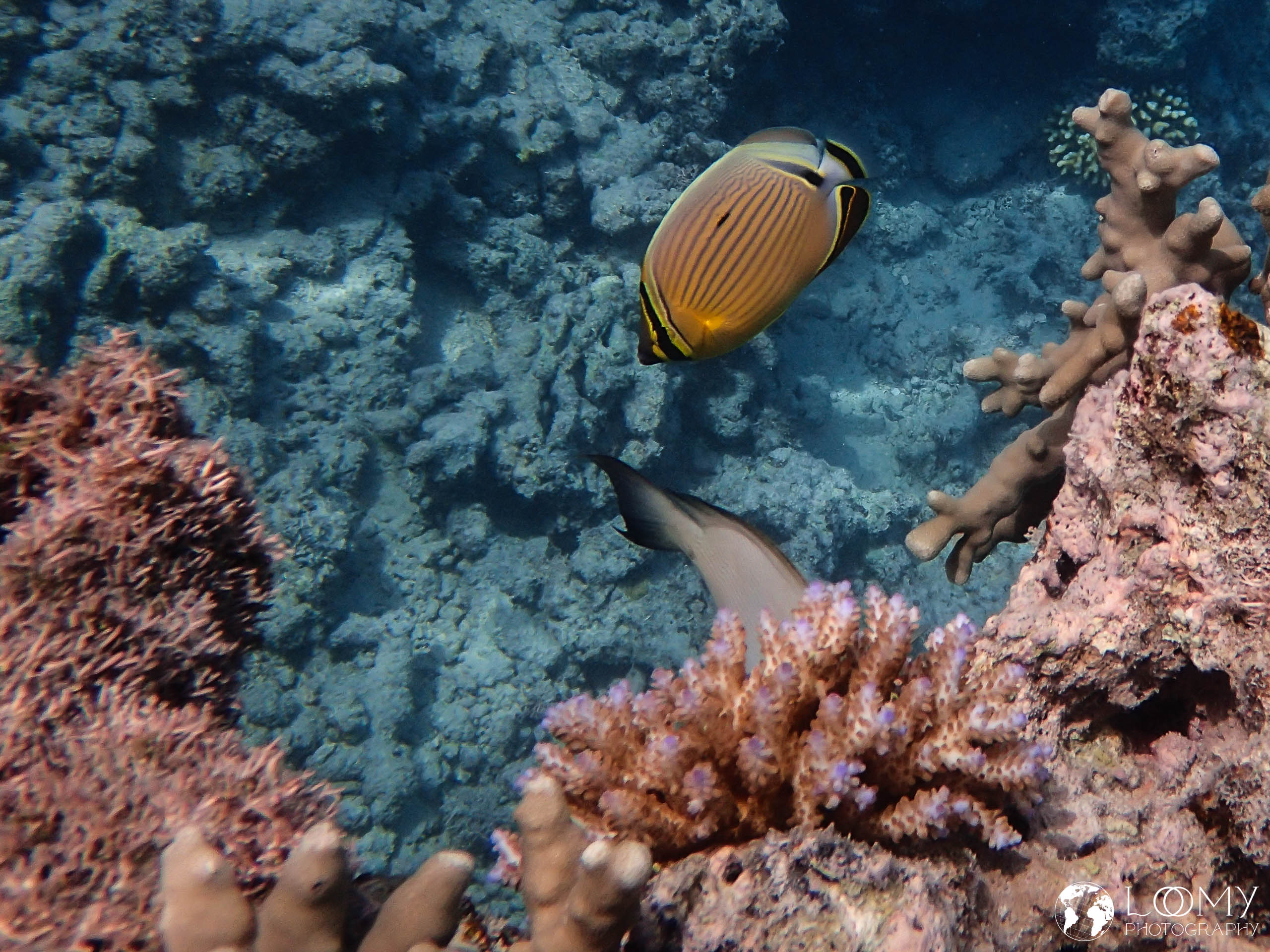 Oval butterflyfish
