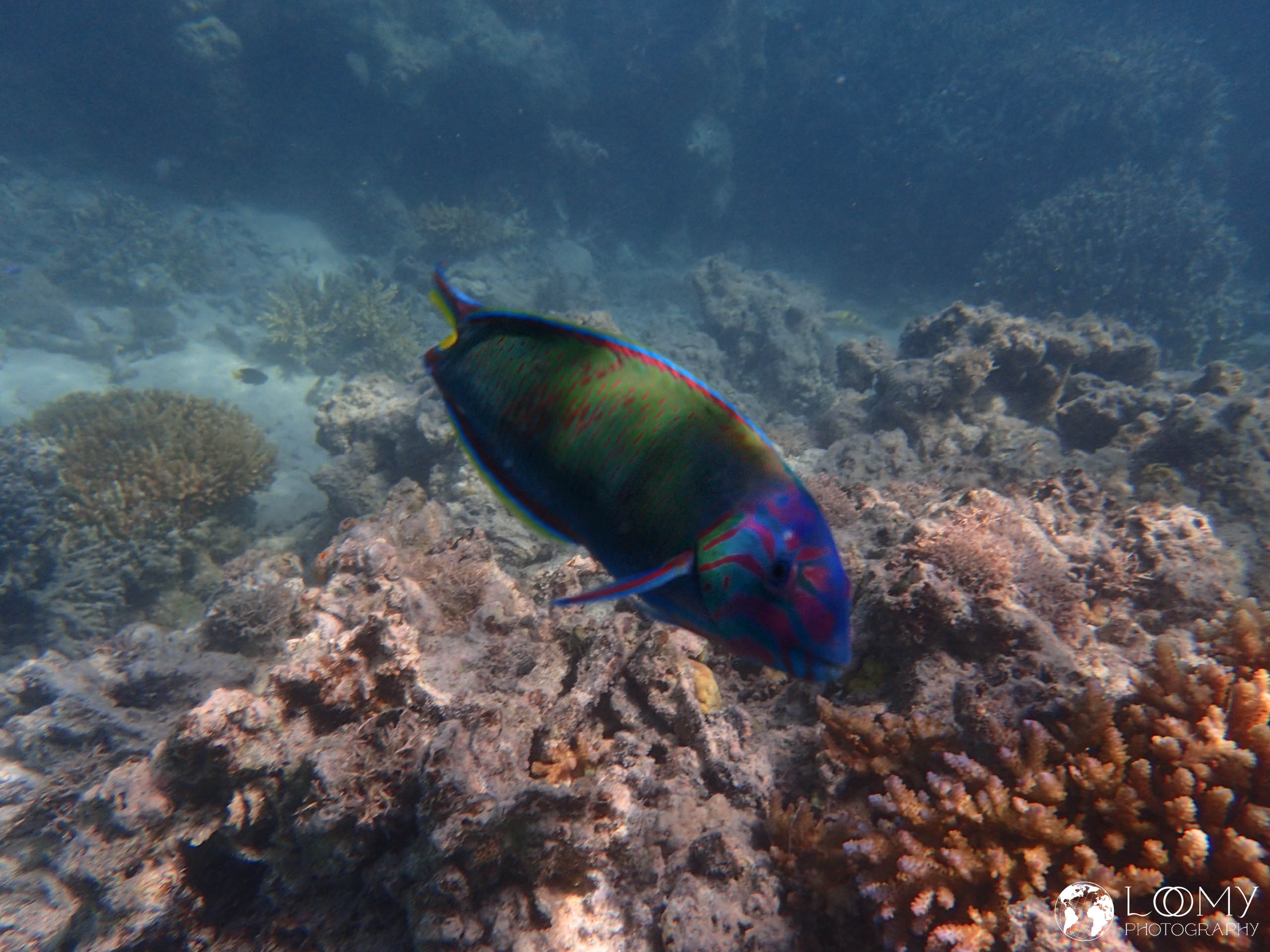 Moon wrasse