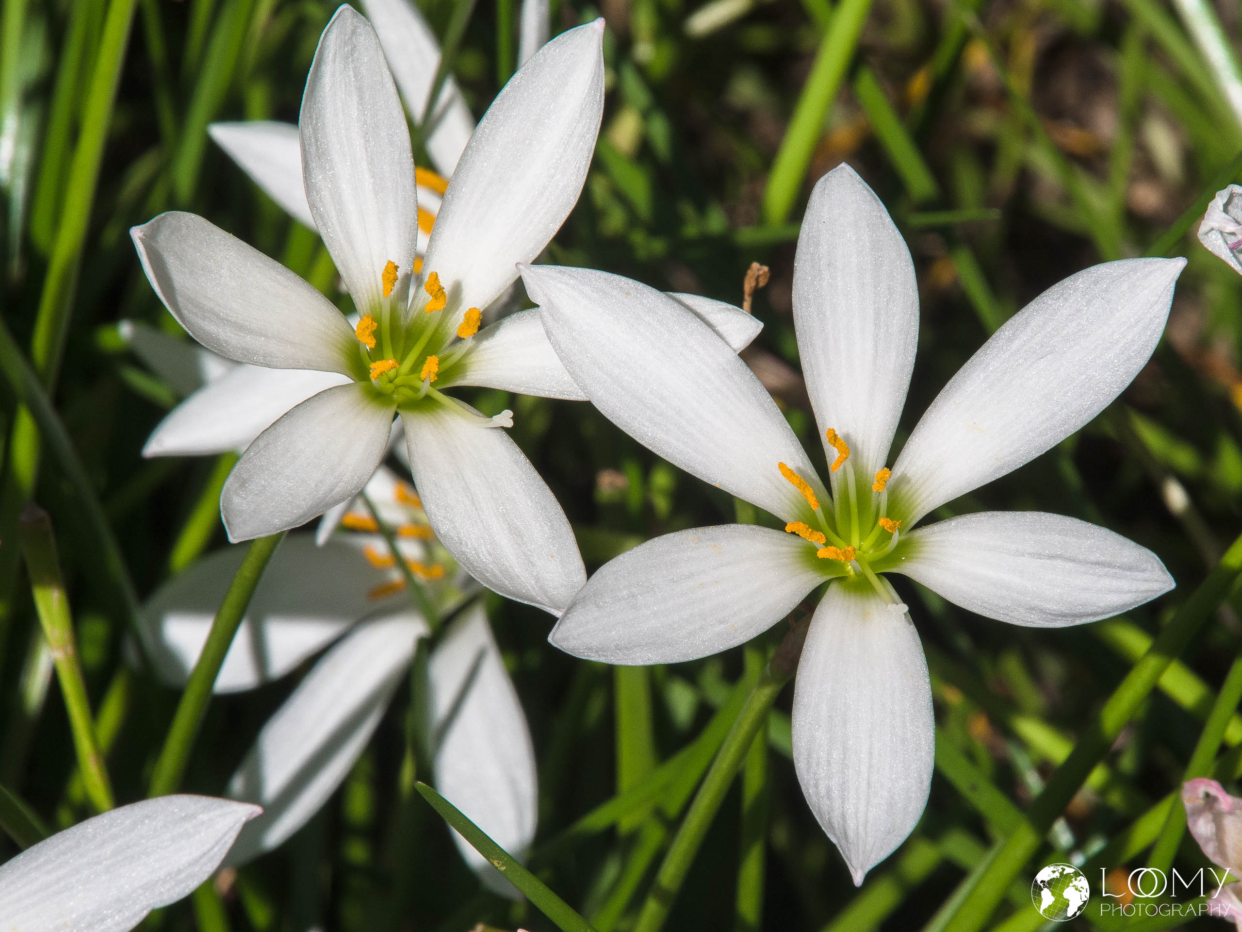 Rain Lily