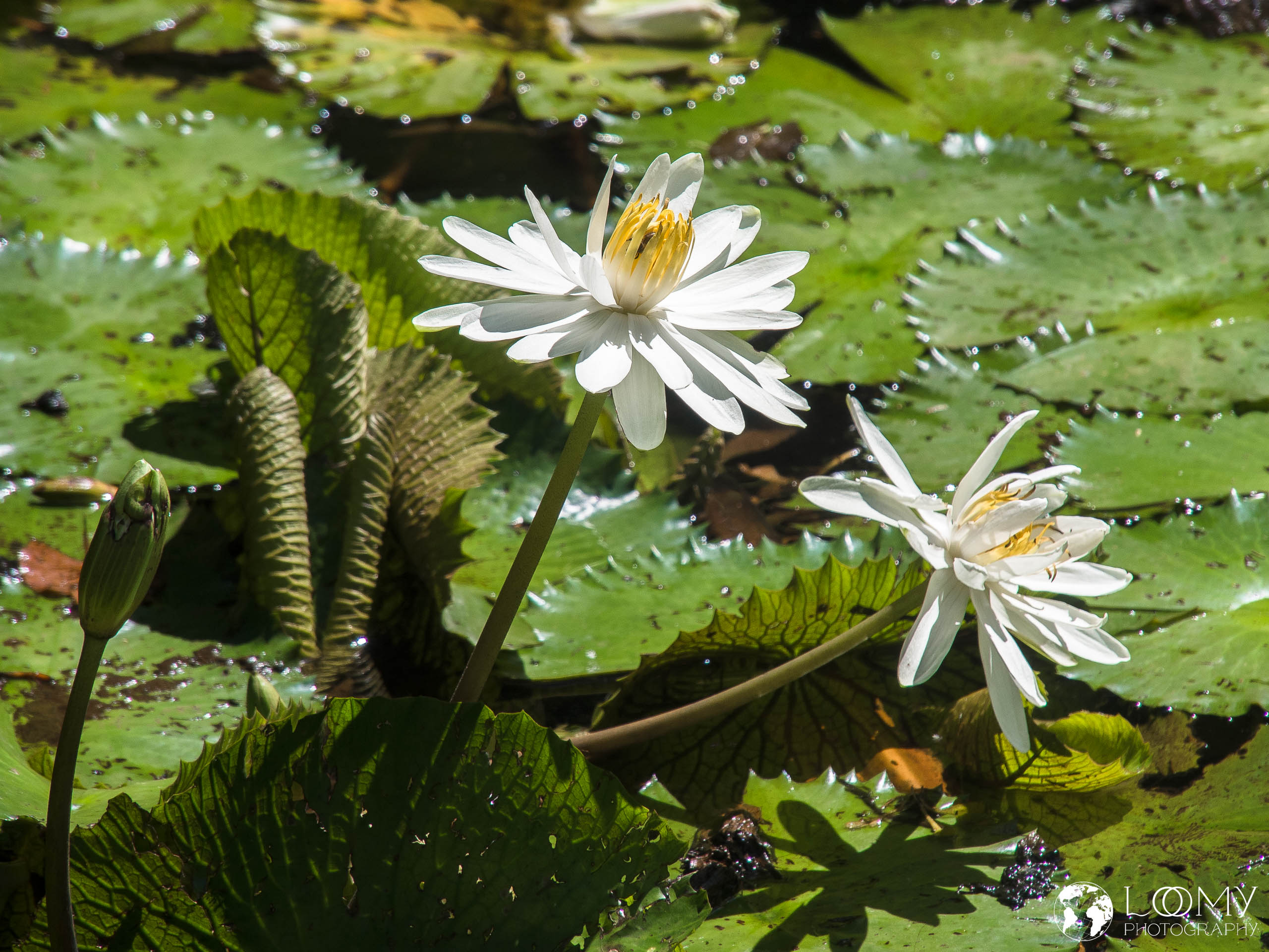 Ägyptischer Lotus