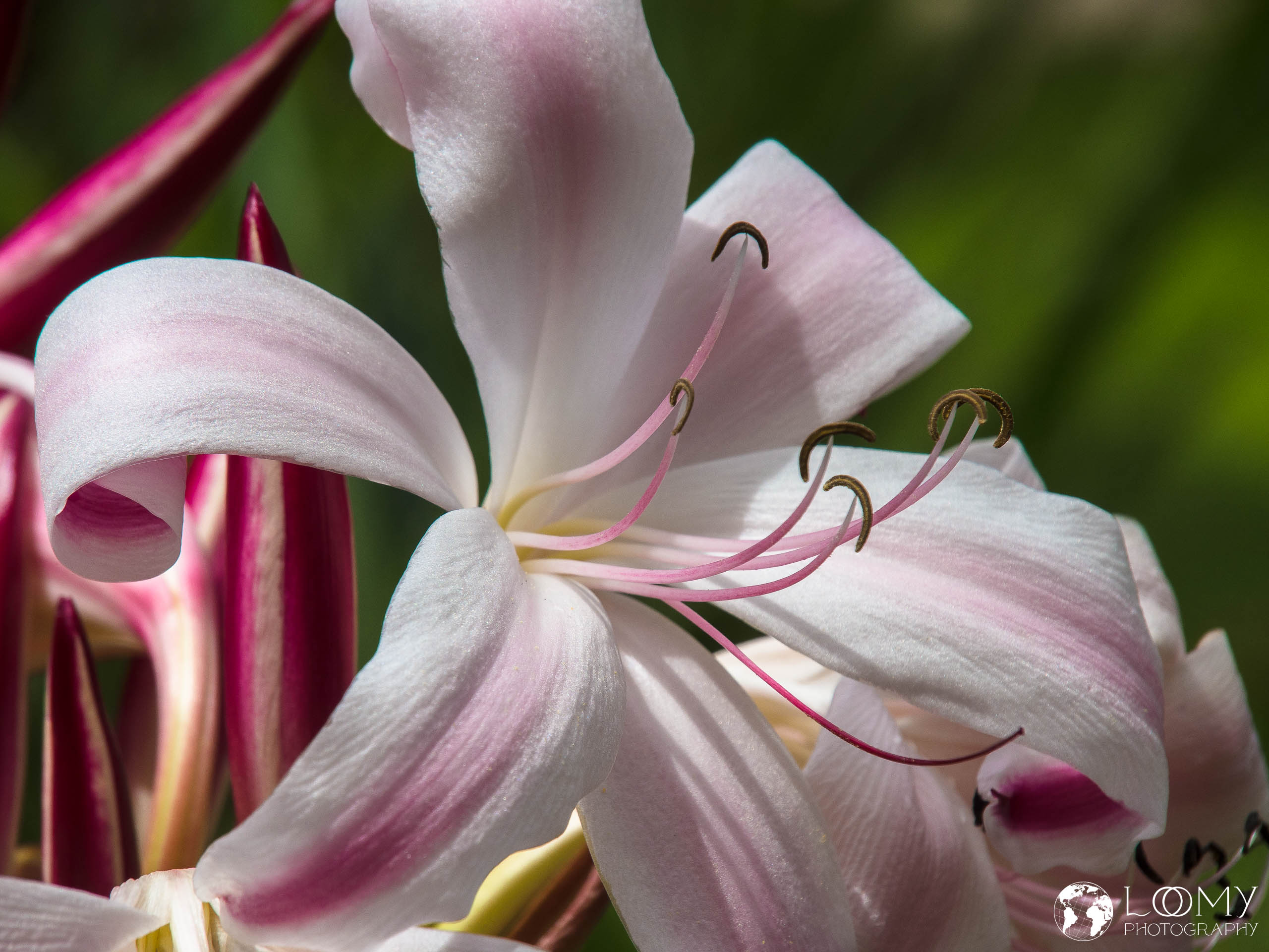 Giant Spider Lily