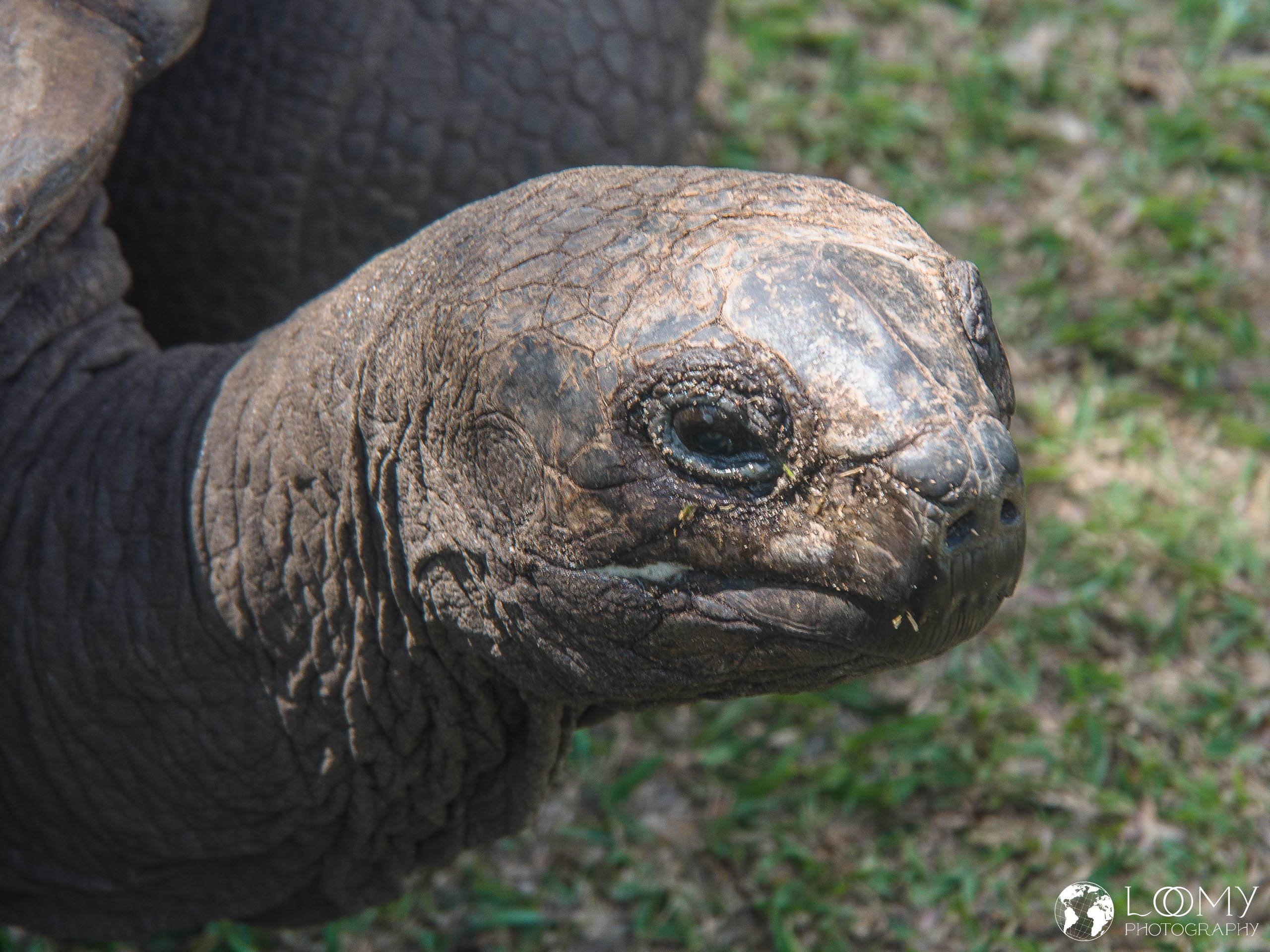 Aldabra-Riesenschildkröte
