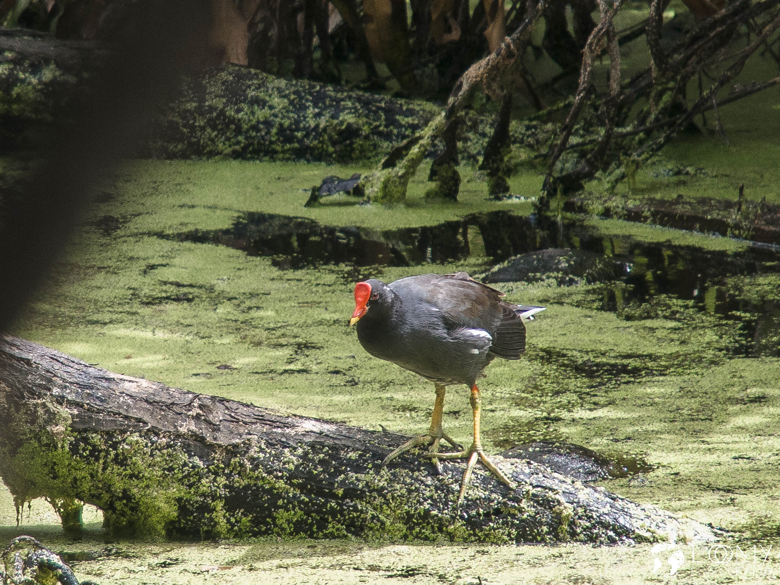 Common Moorhen