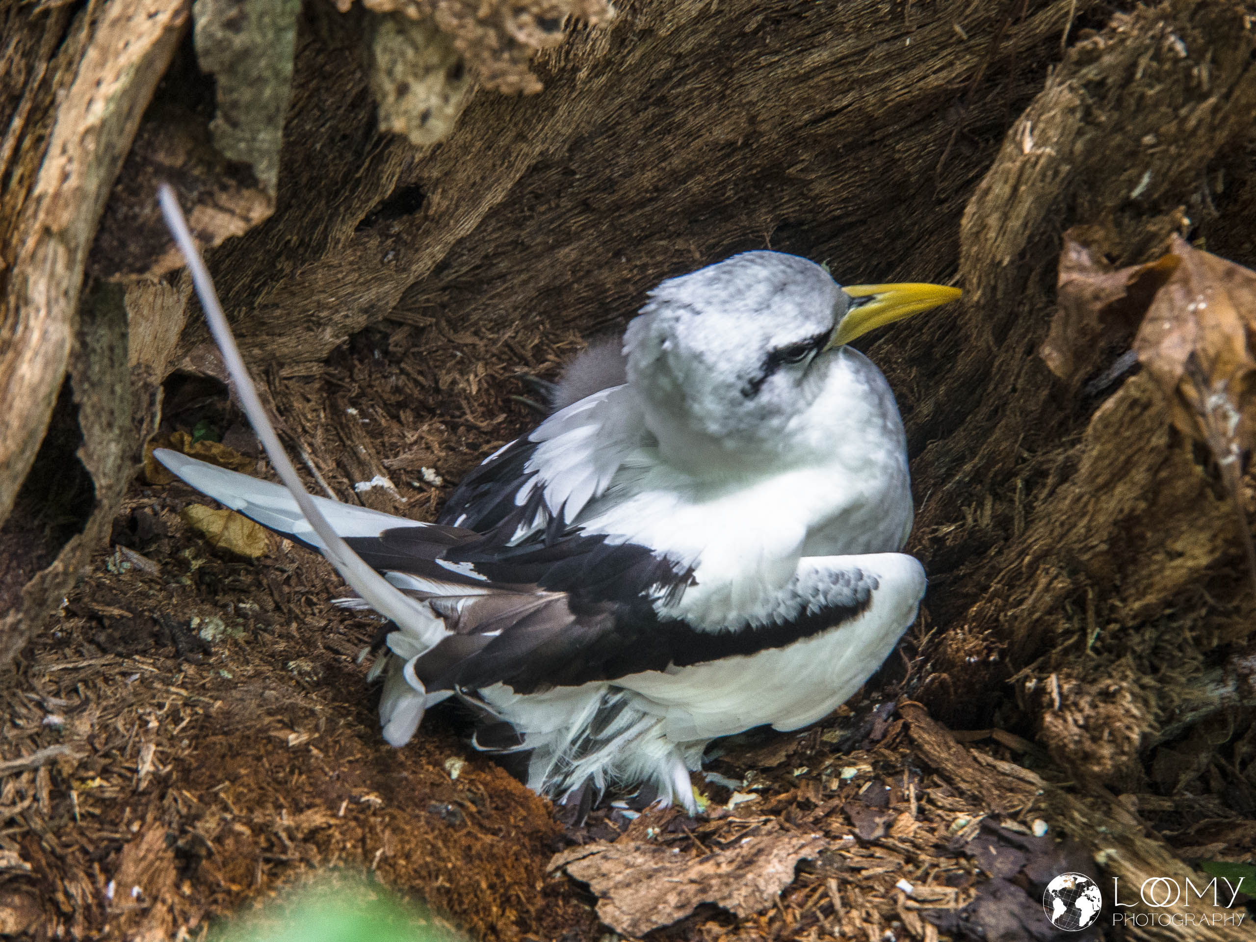Weiss-Tropikvogel