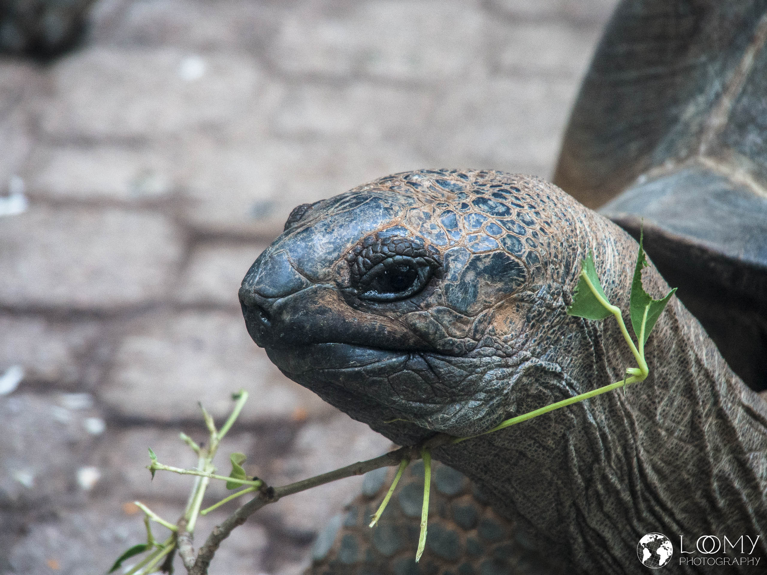Aldabra-Riesenschildkröte