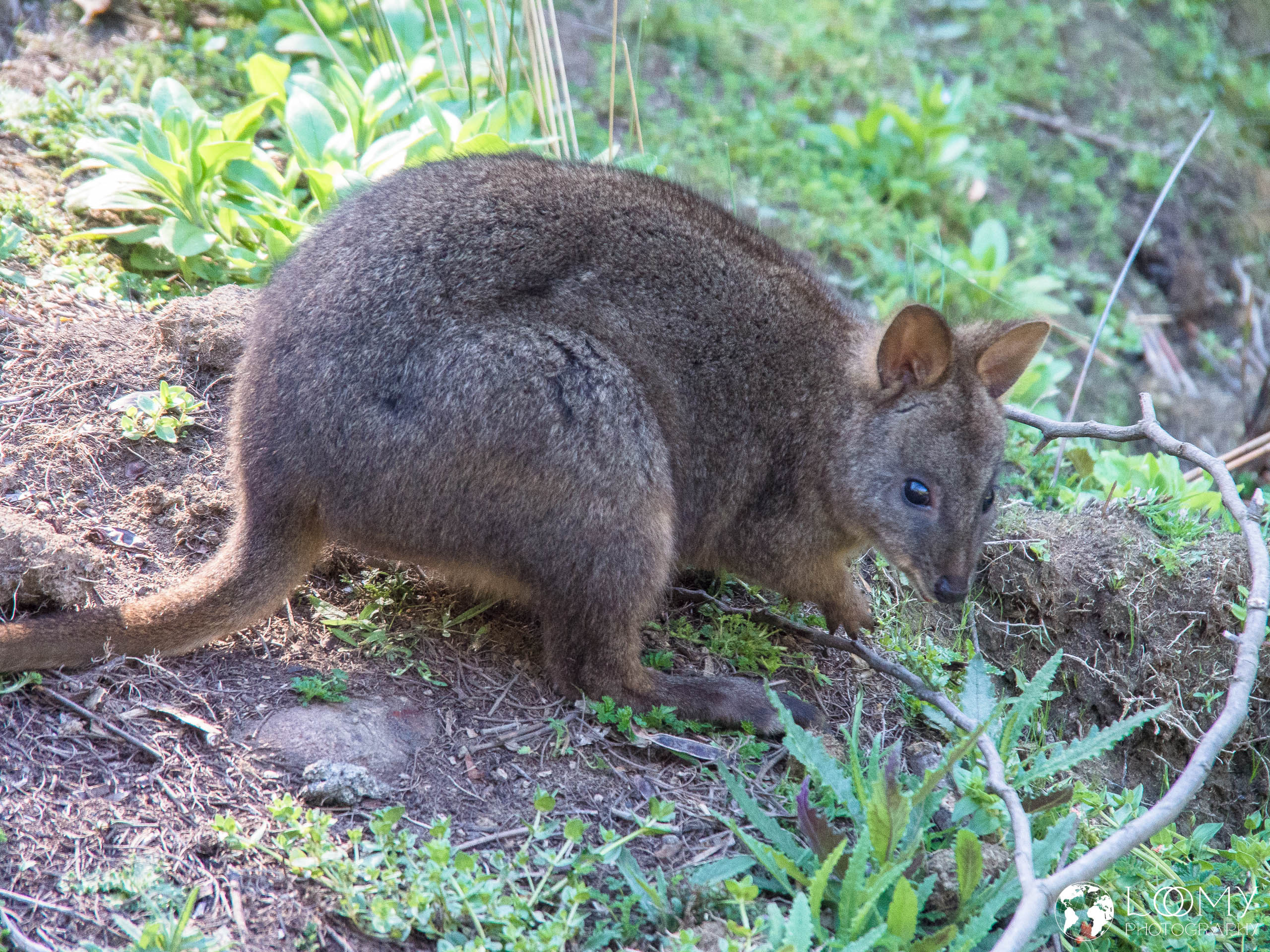 Pademelon