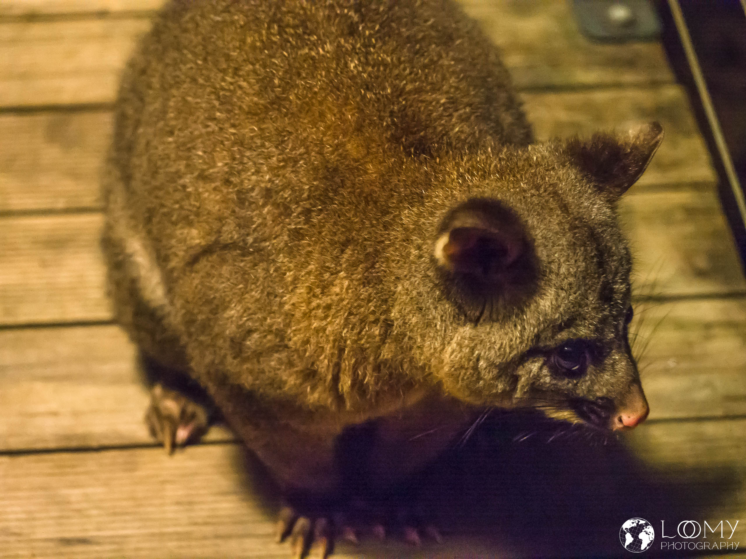 Opossum