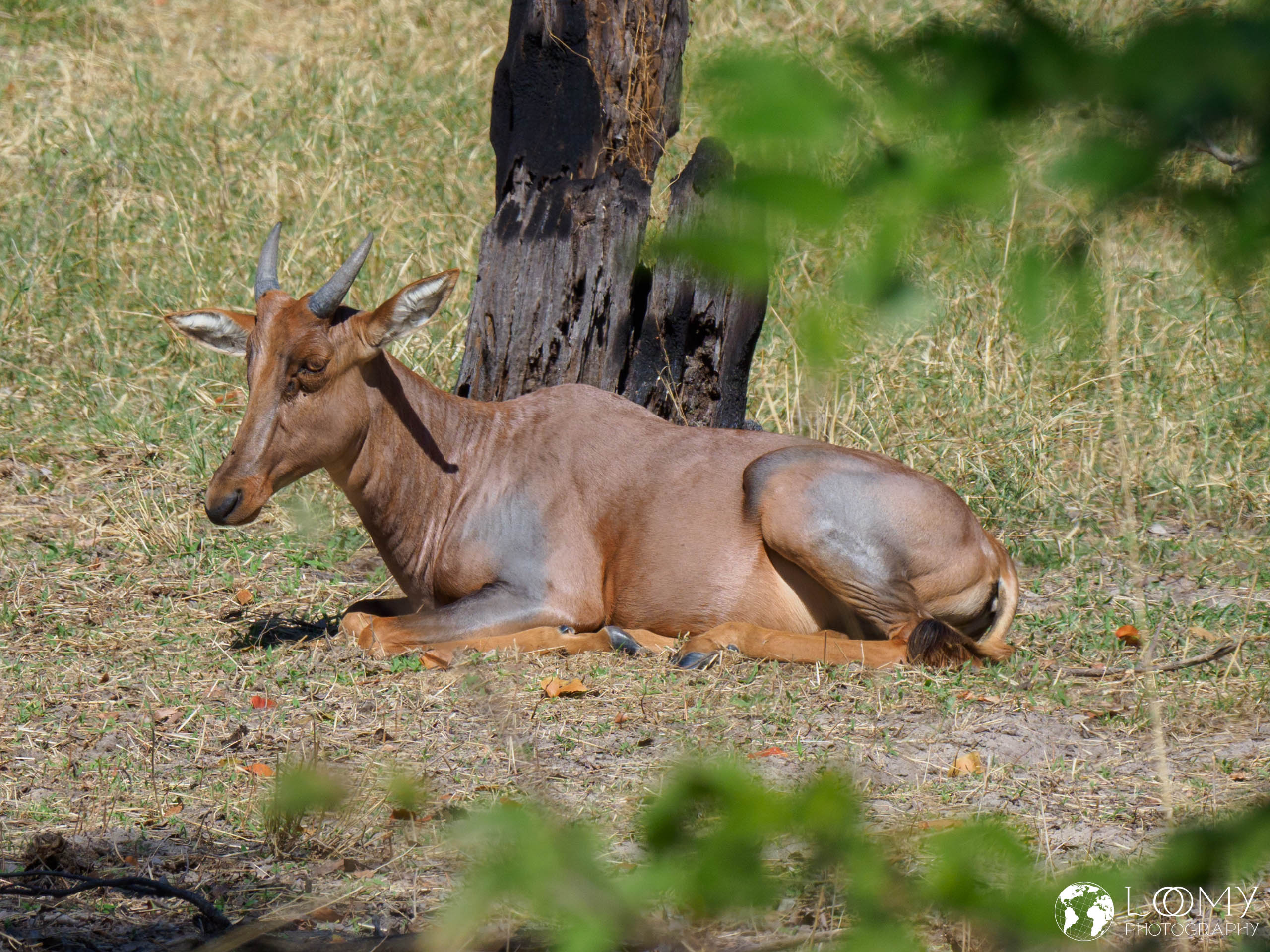 Tsetsebe Antilope