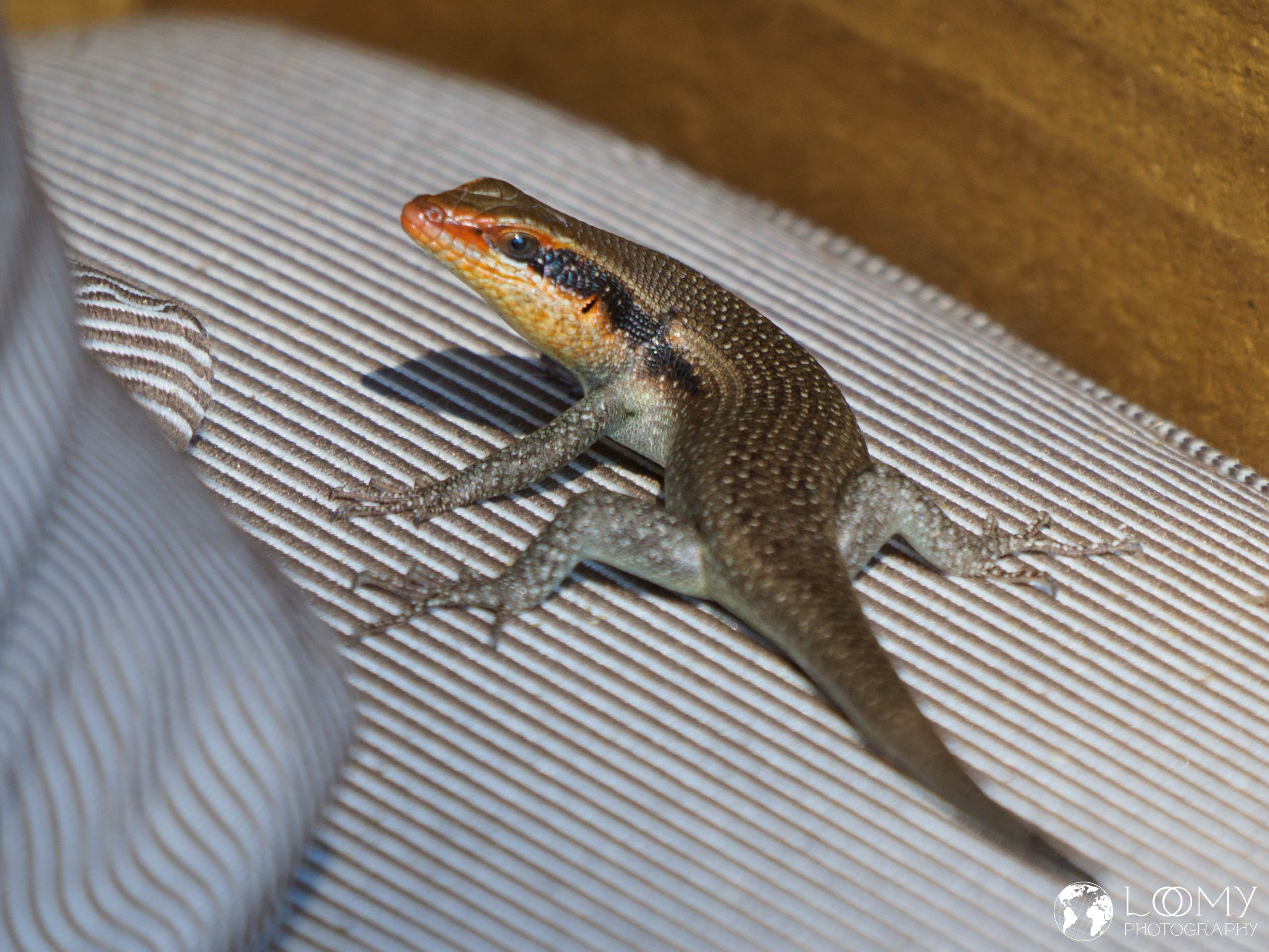 4-Streifen Skink