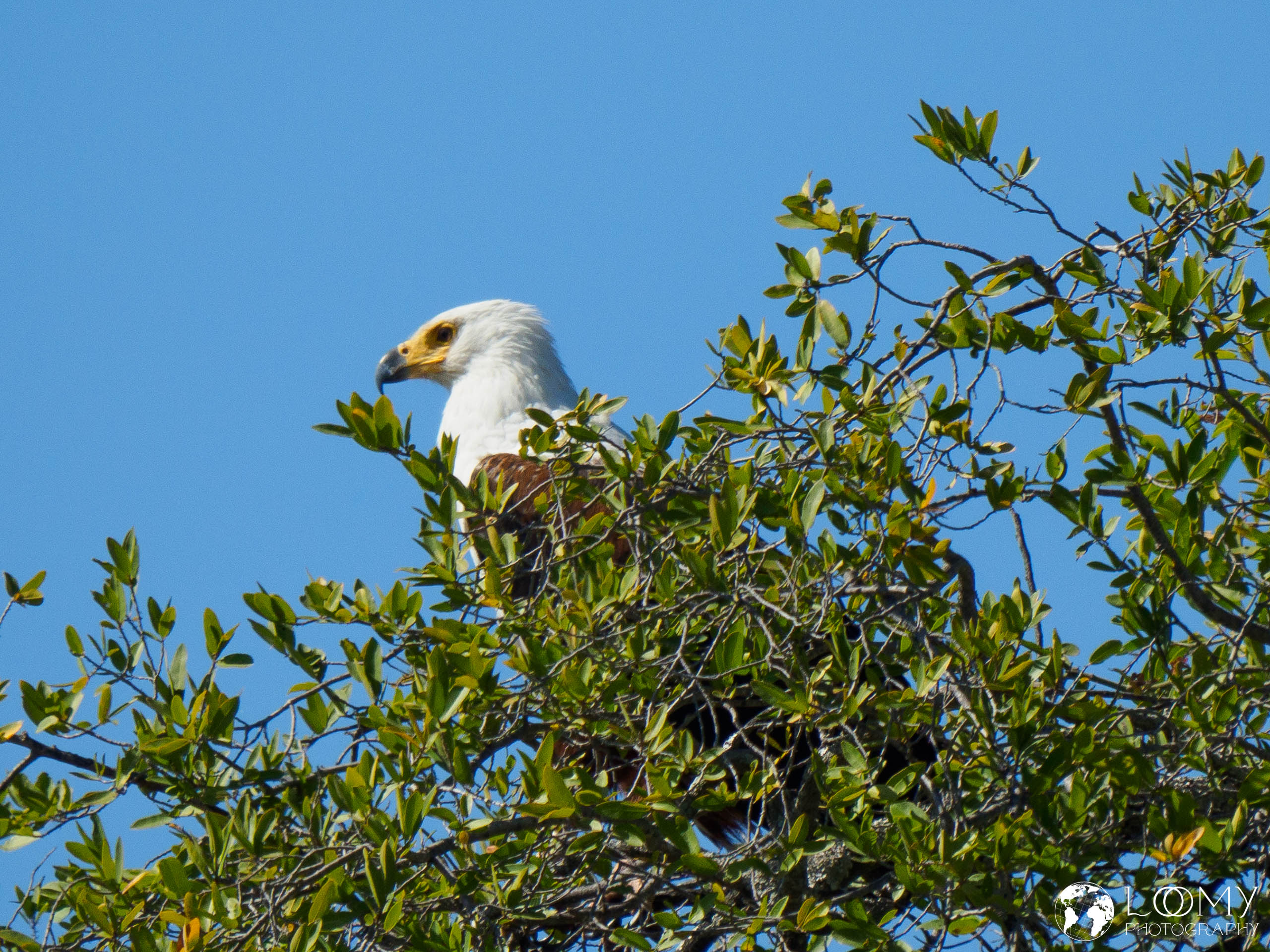 Schreiseeadler