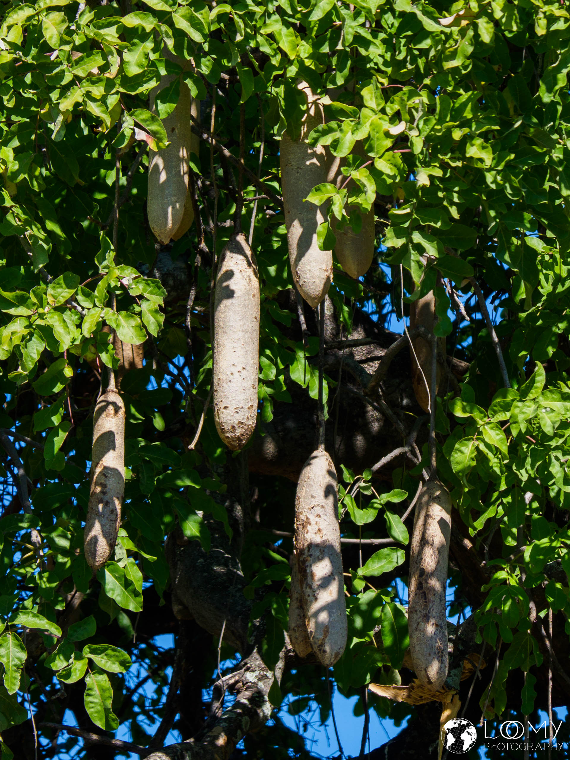 Leberwurstbaum