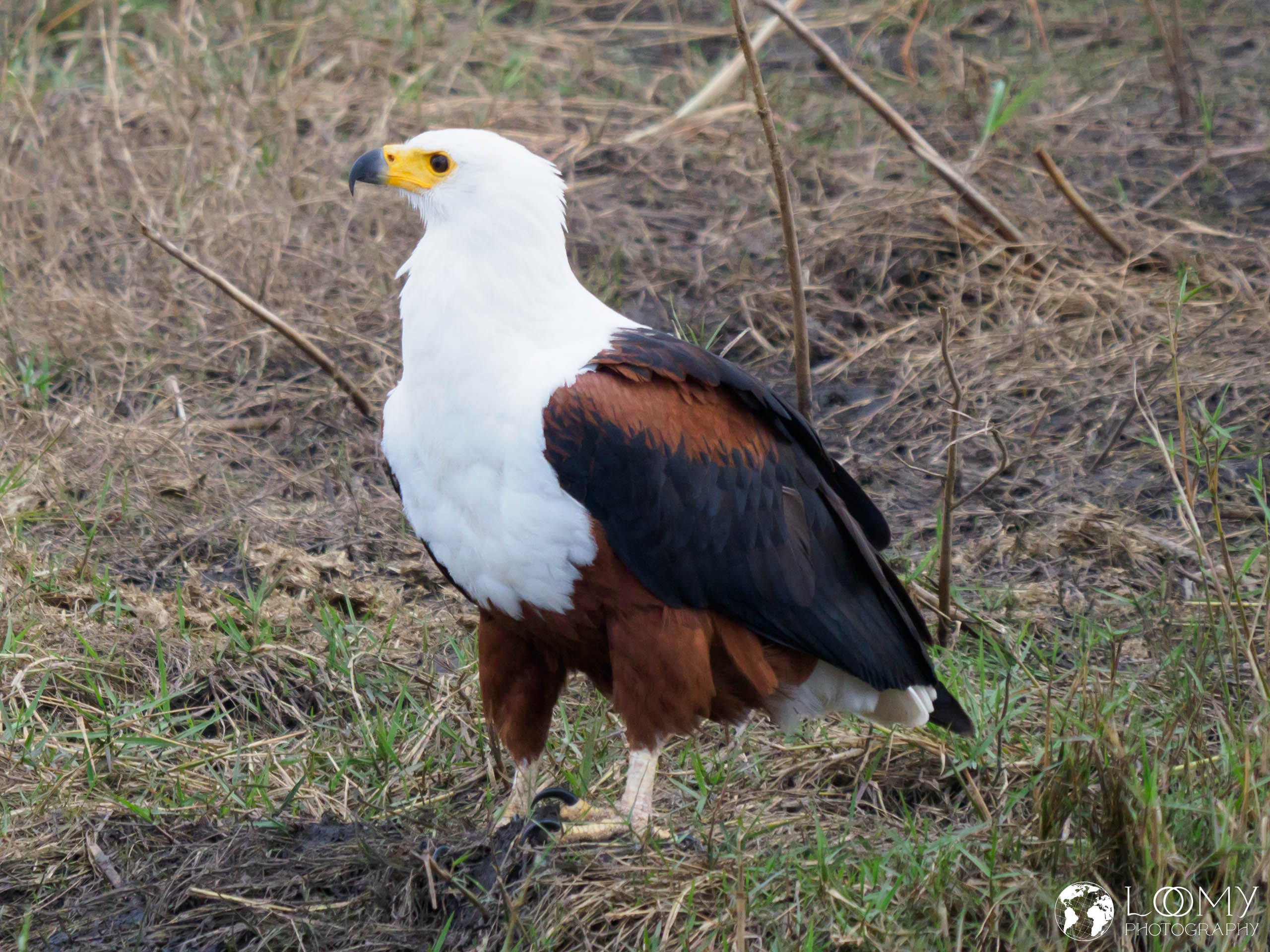 Schreiseeadler