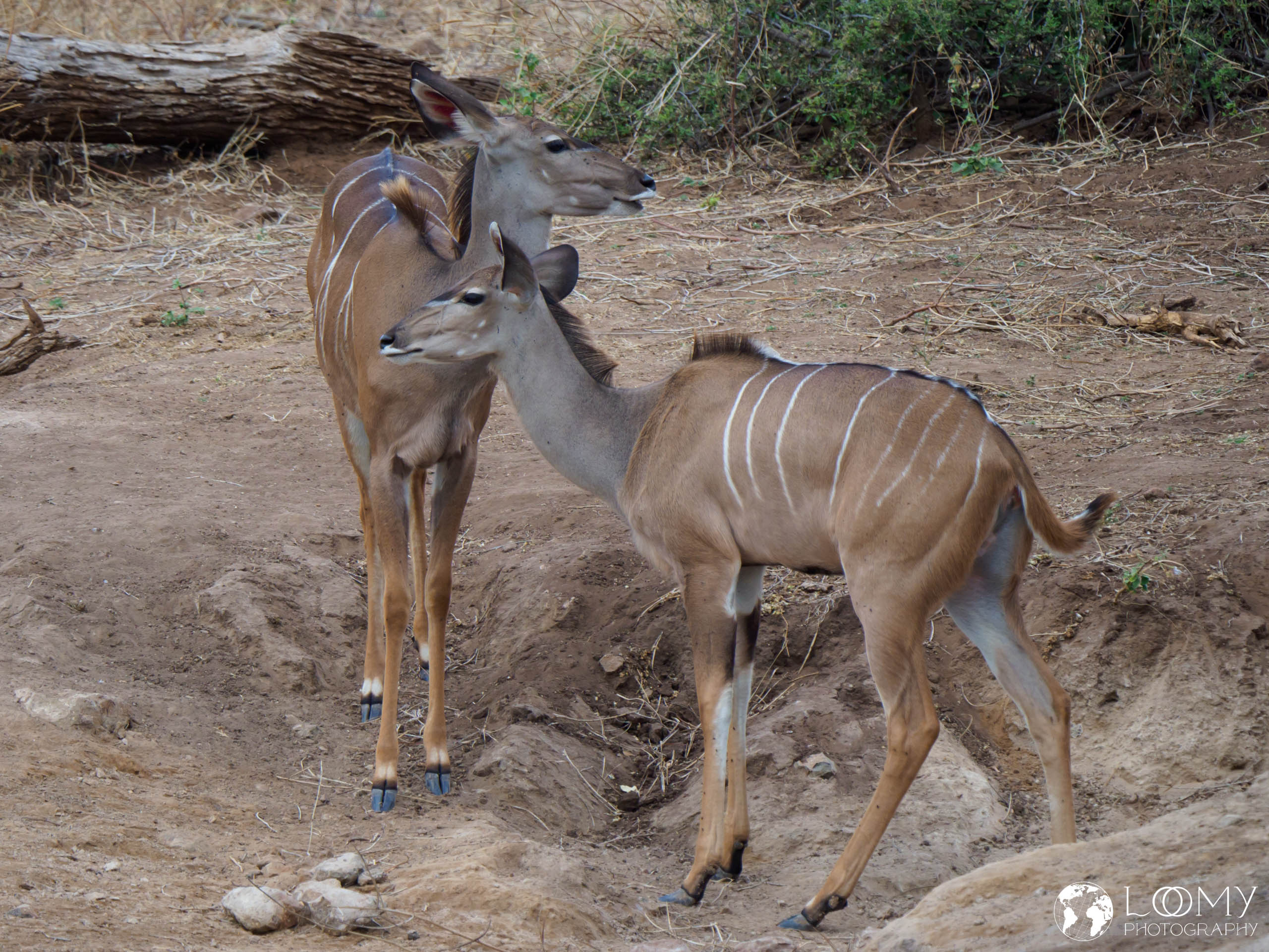 Kudus