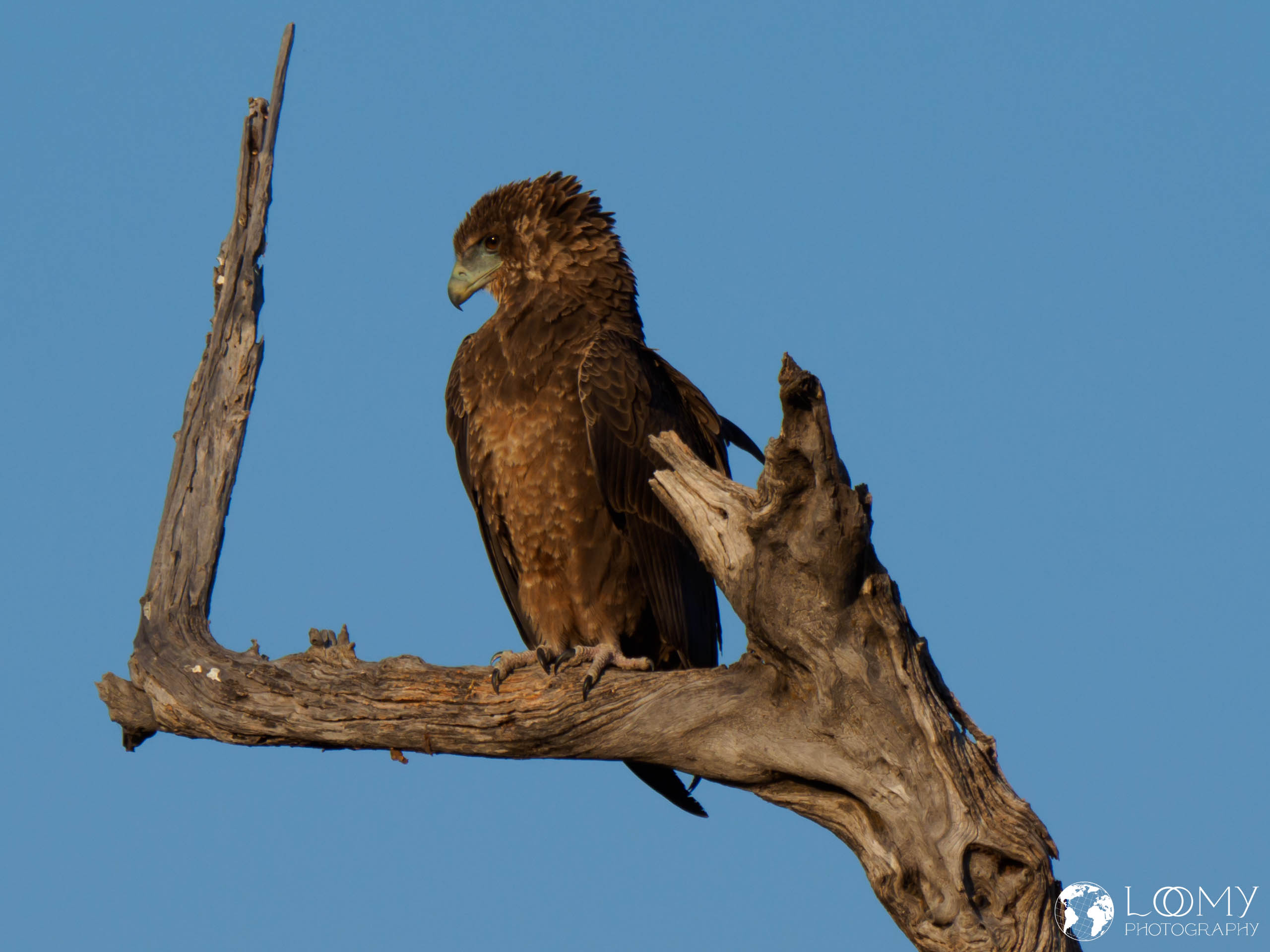 Junger Schreiseeadler