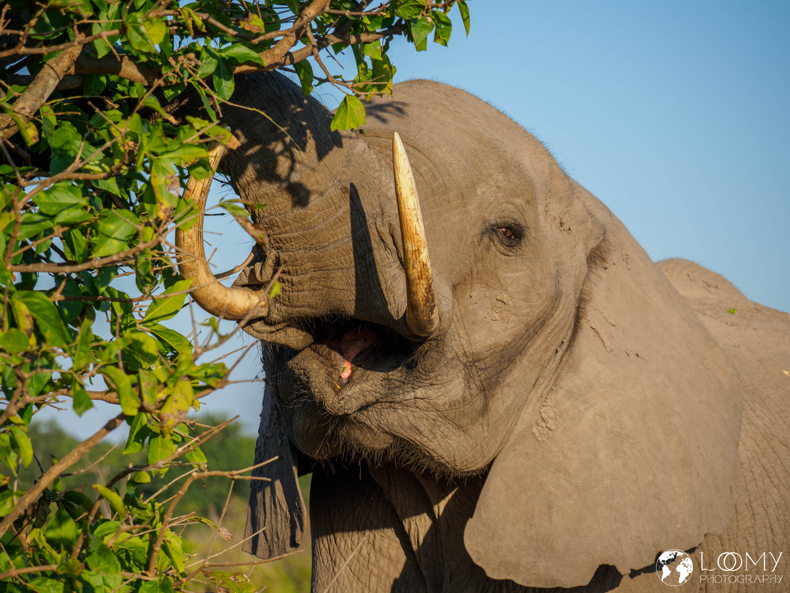 Chobe NP