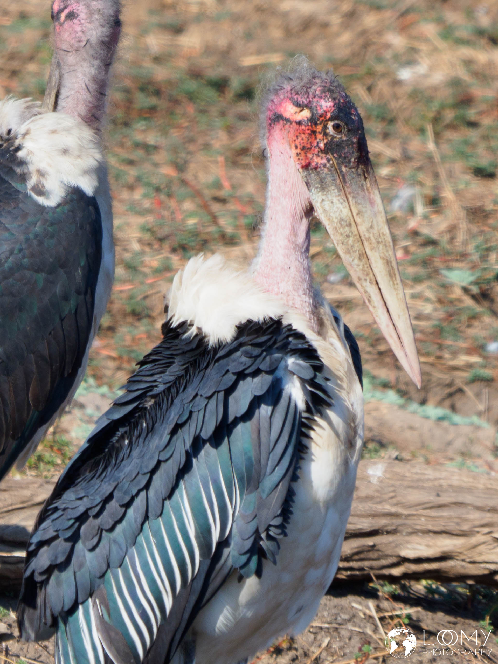 Marabu