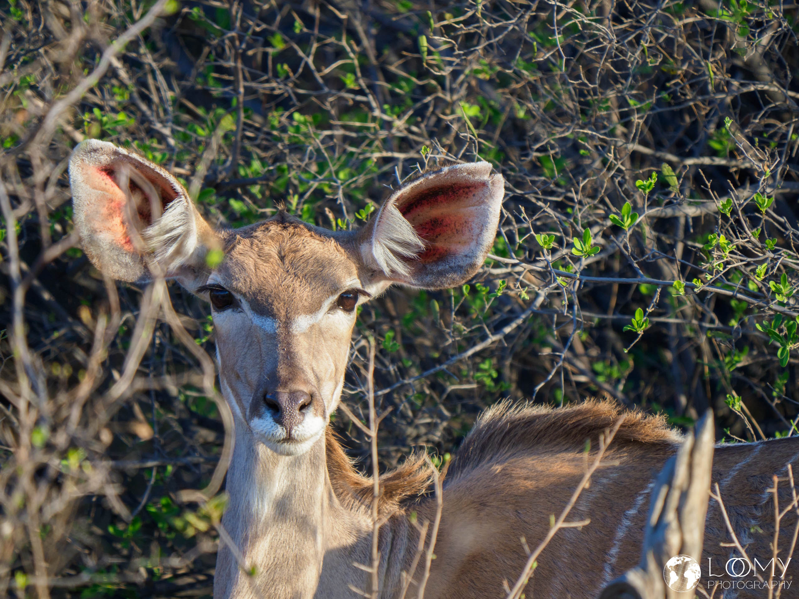 Kudu