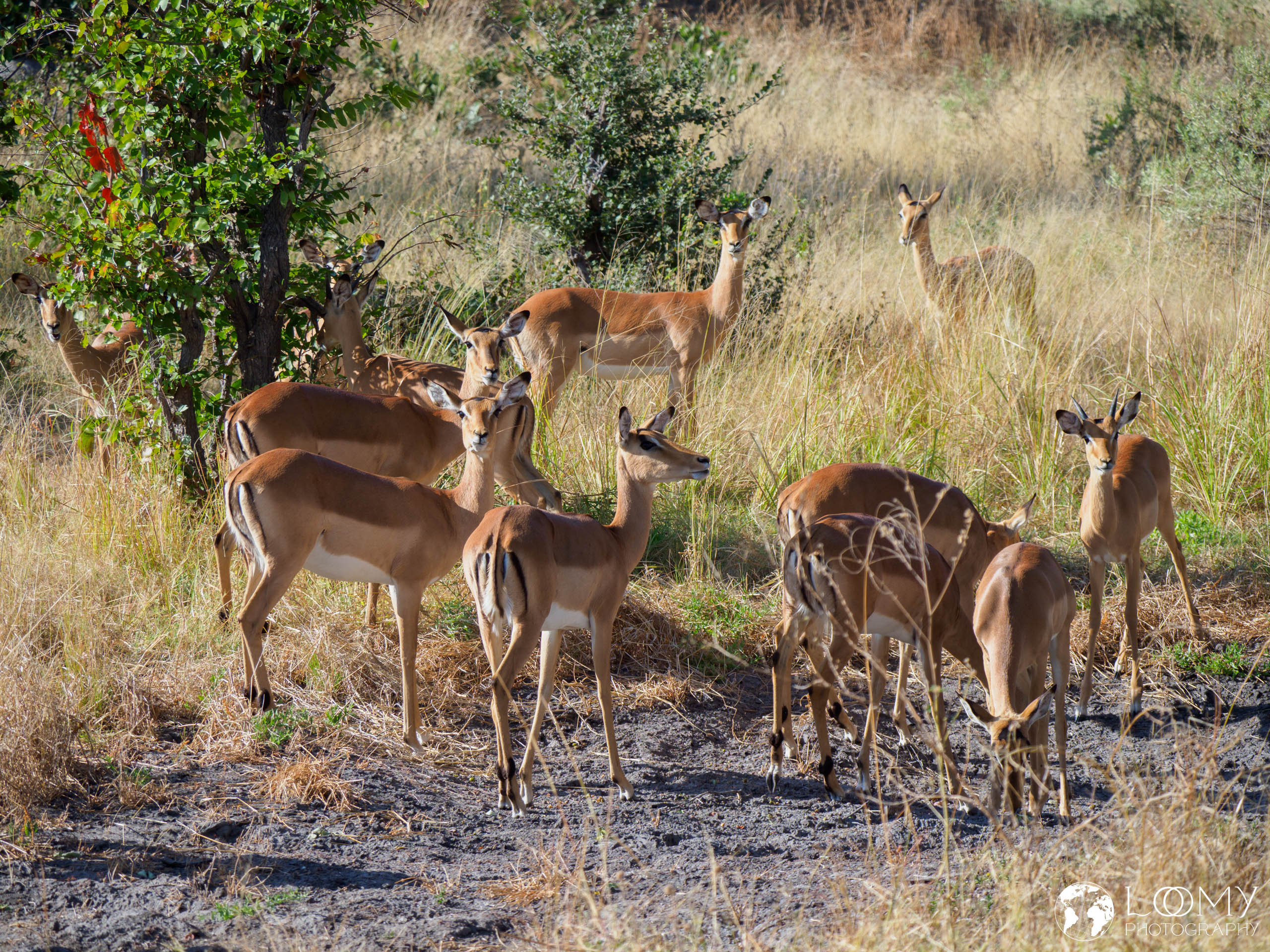 Impalas