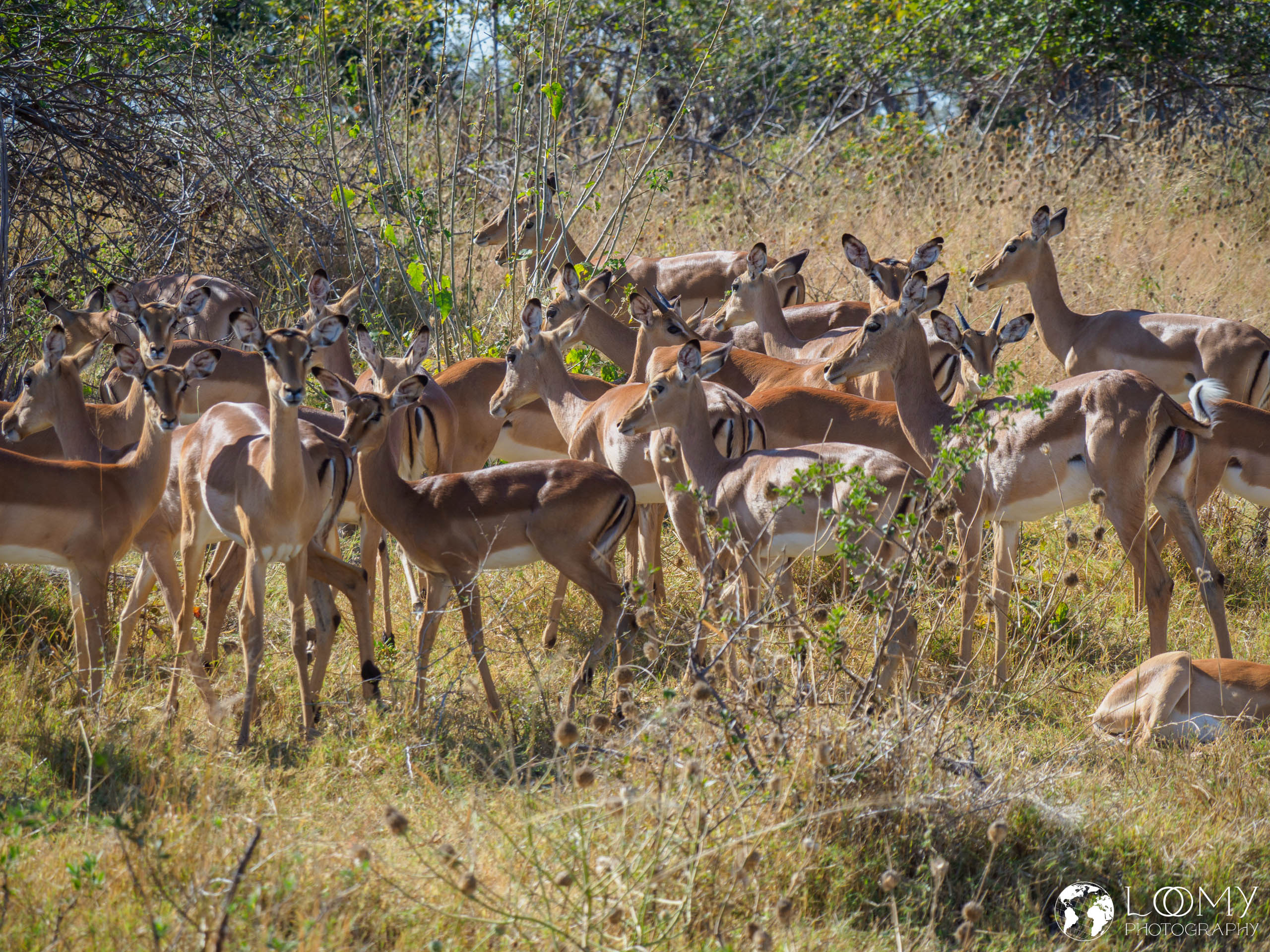 Impalas
