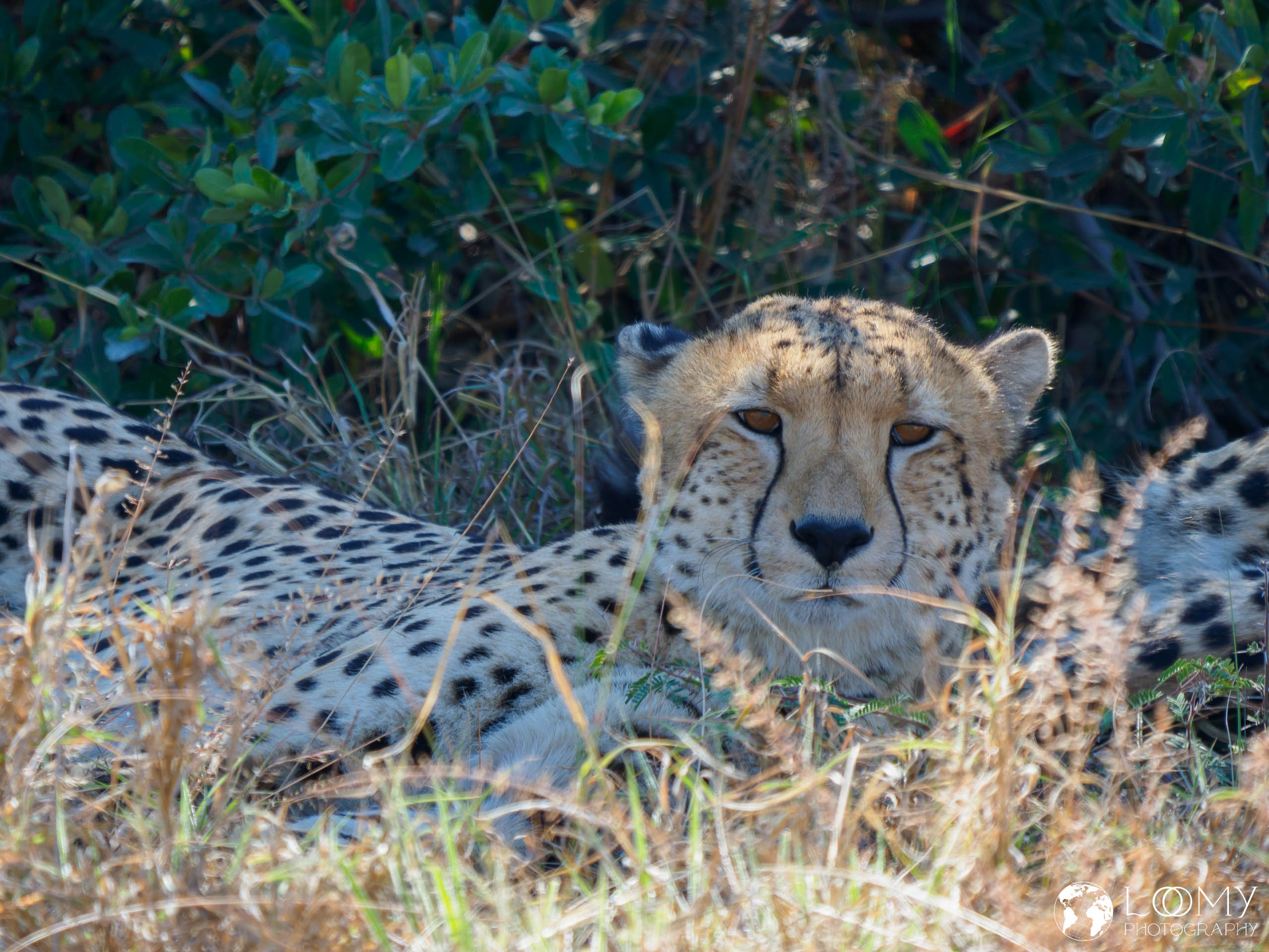 Gepard