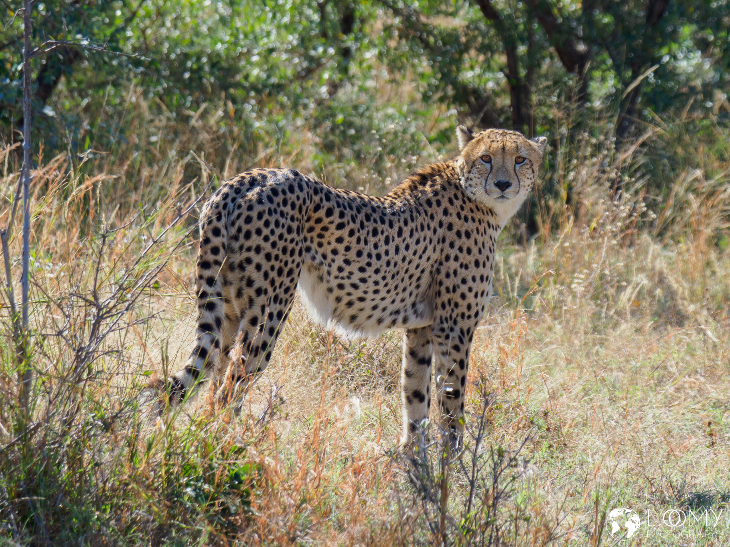 Gepard