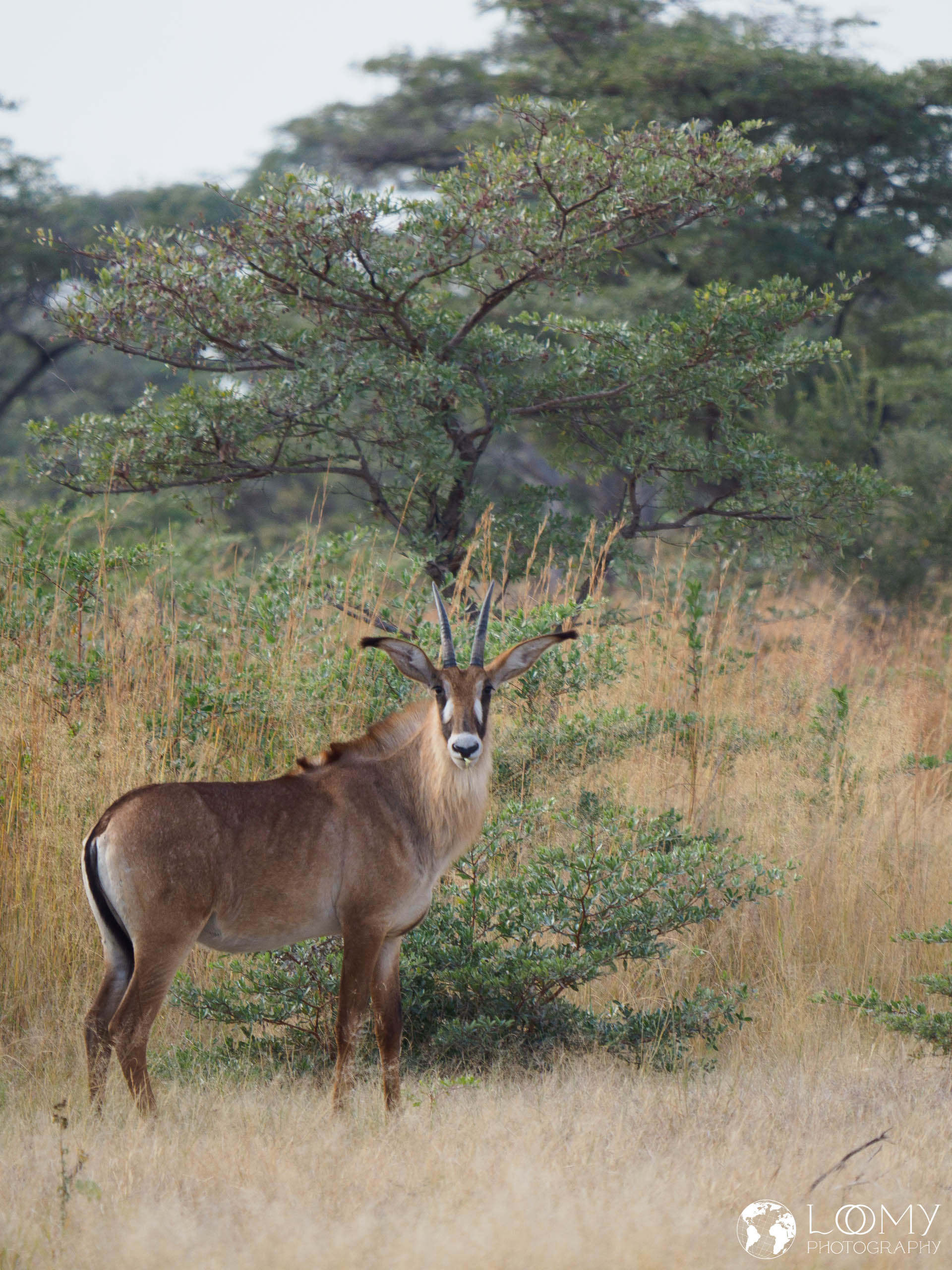 Säbelantilope