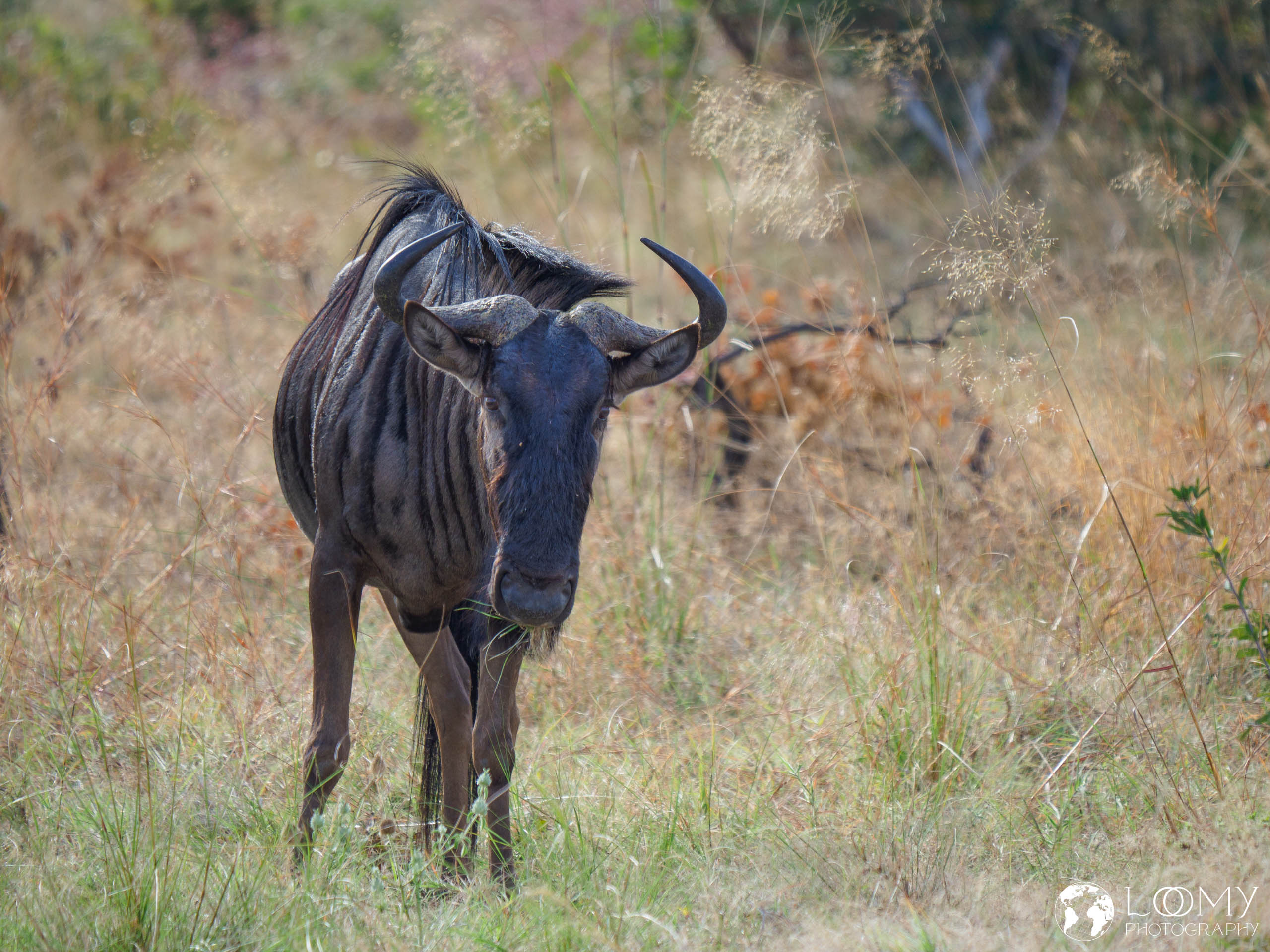 Gnu
