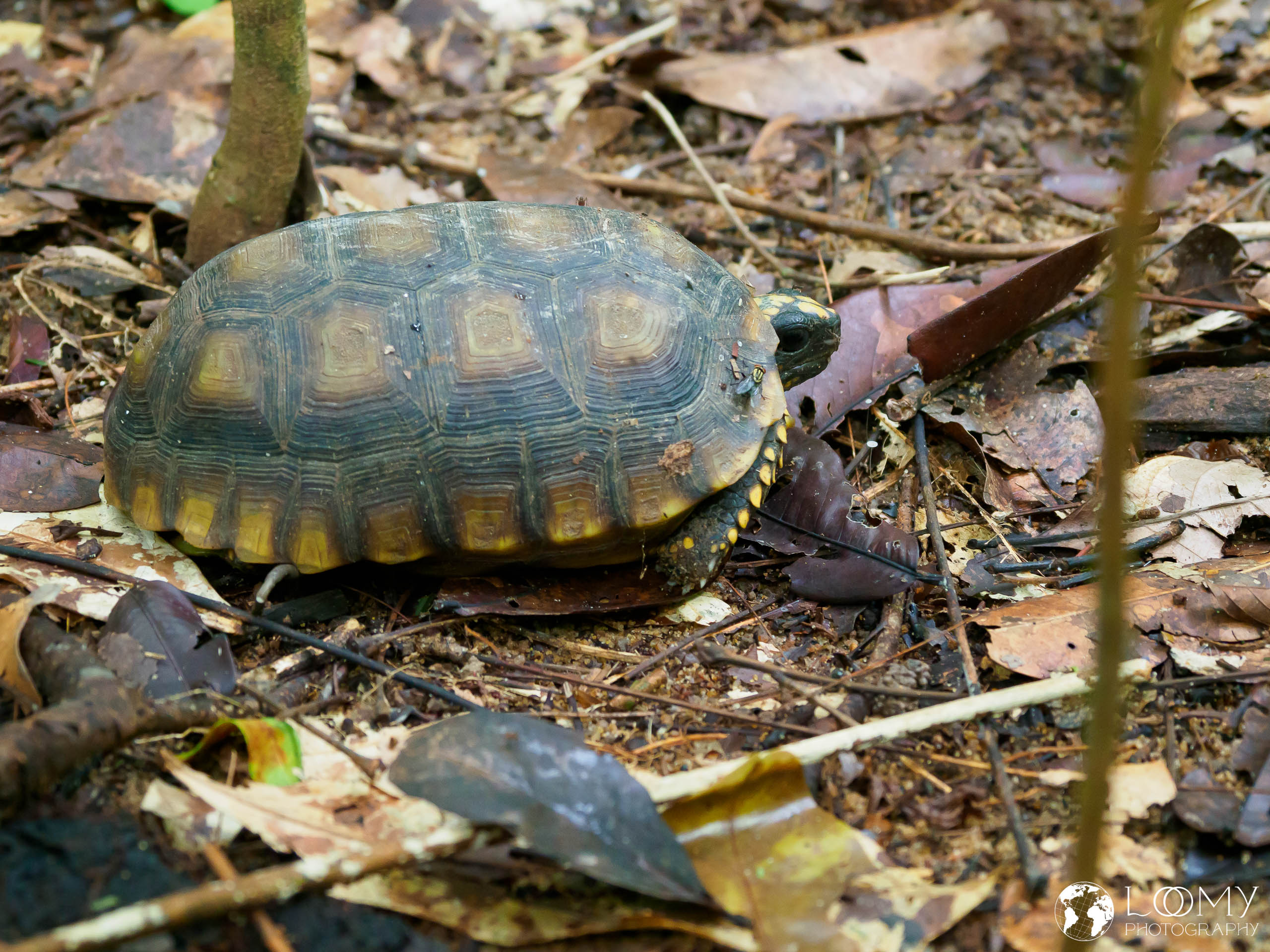 Yellow Turtle