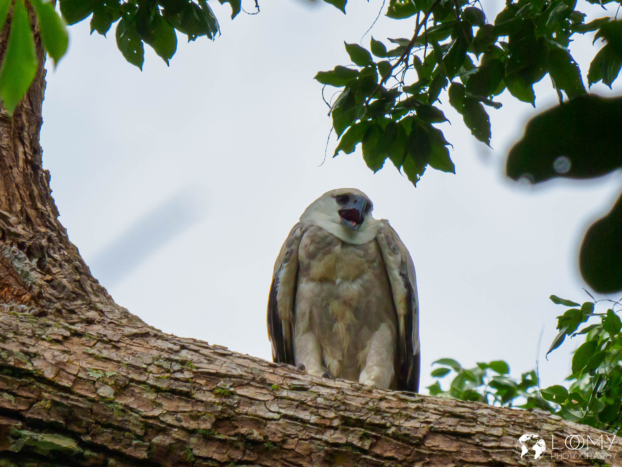 Harpy Eagle (Harpie)