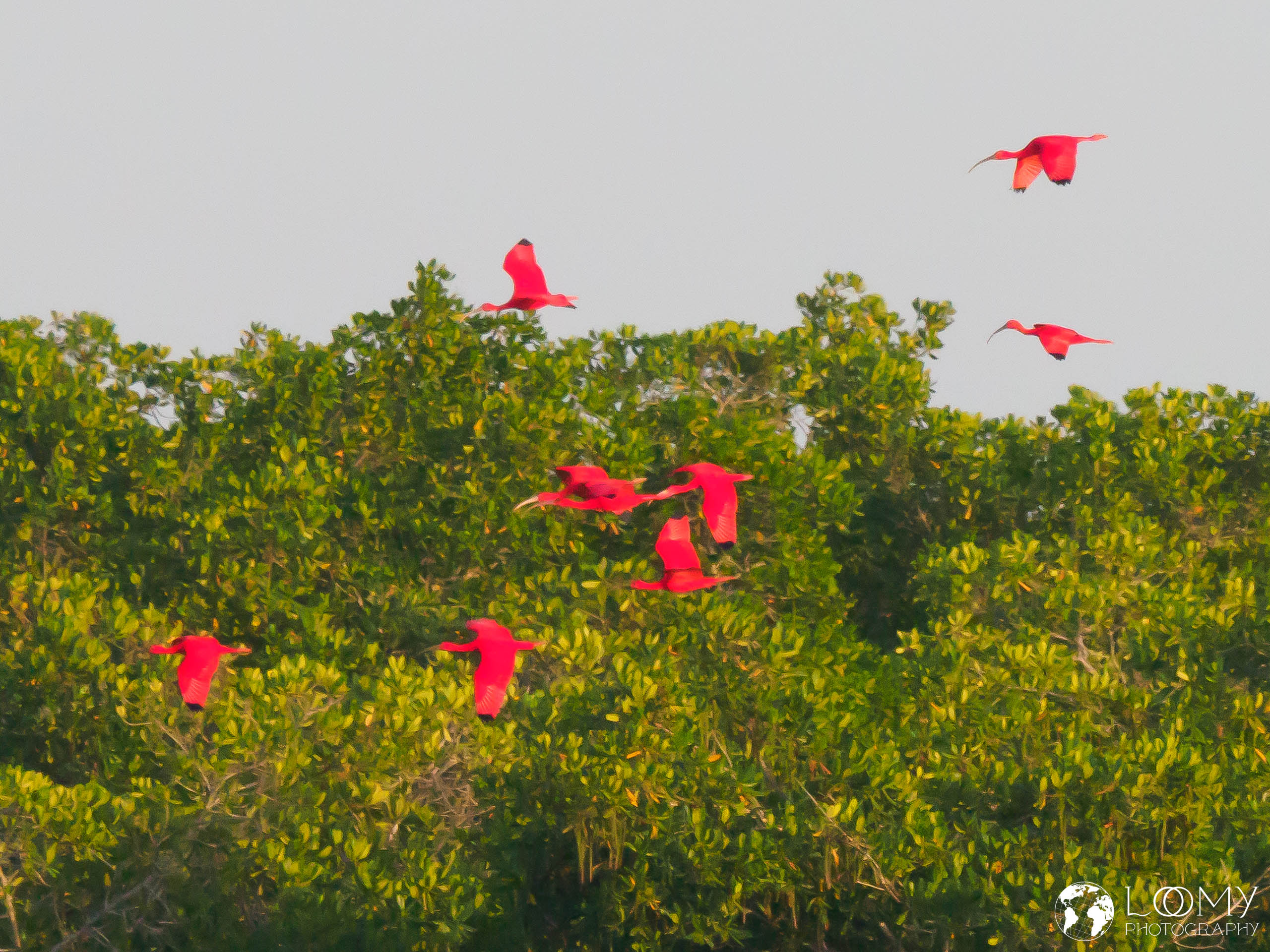 Roter Ibis