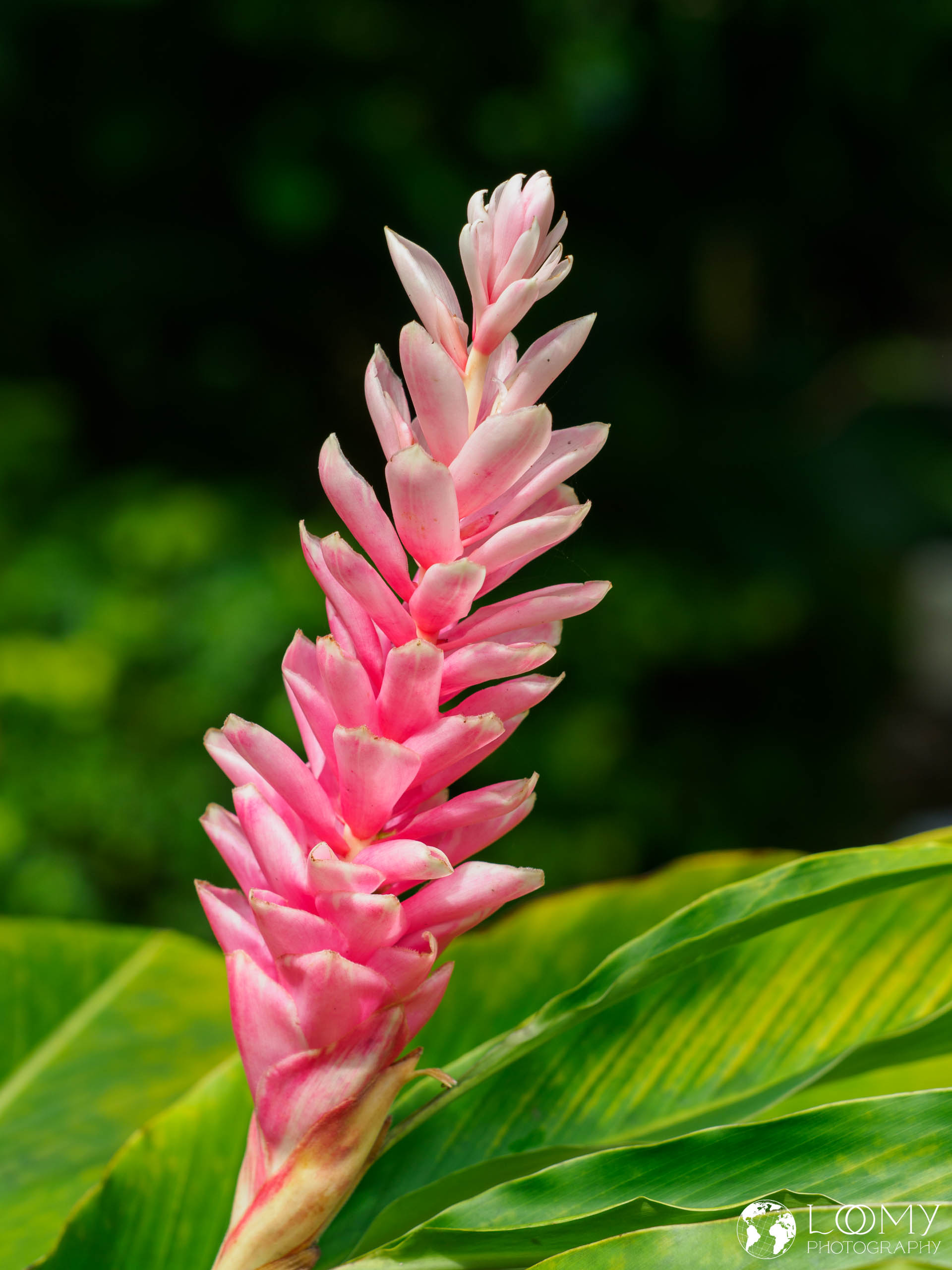 Alpinia purpurata