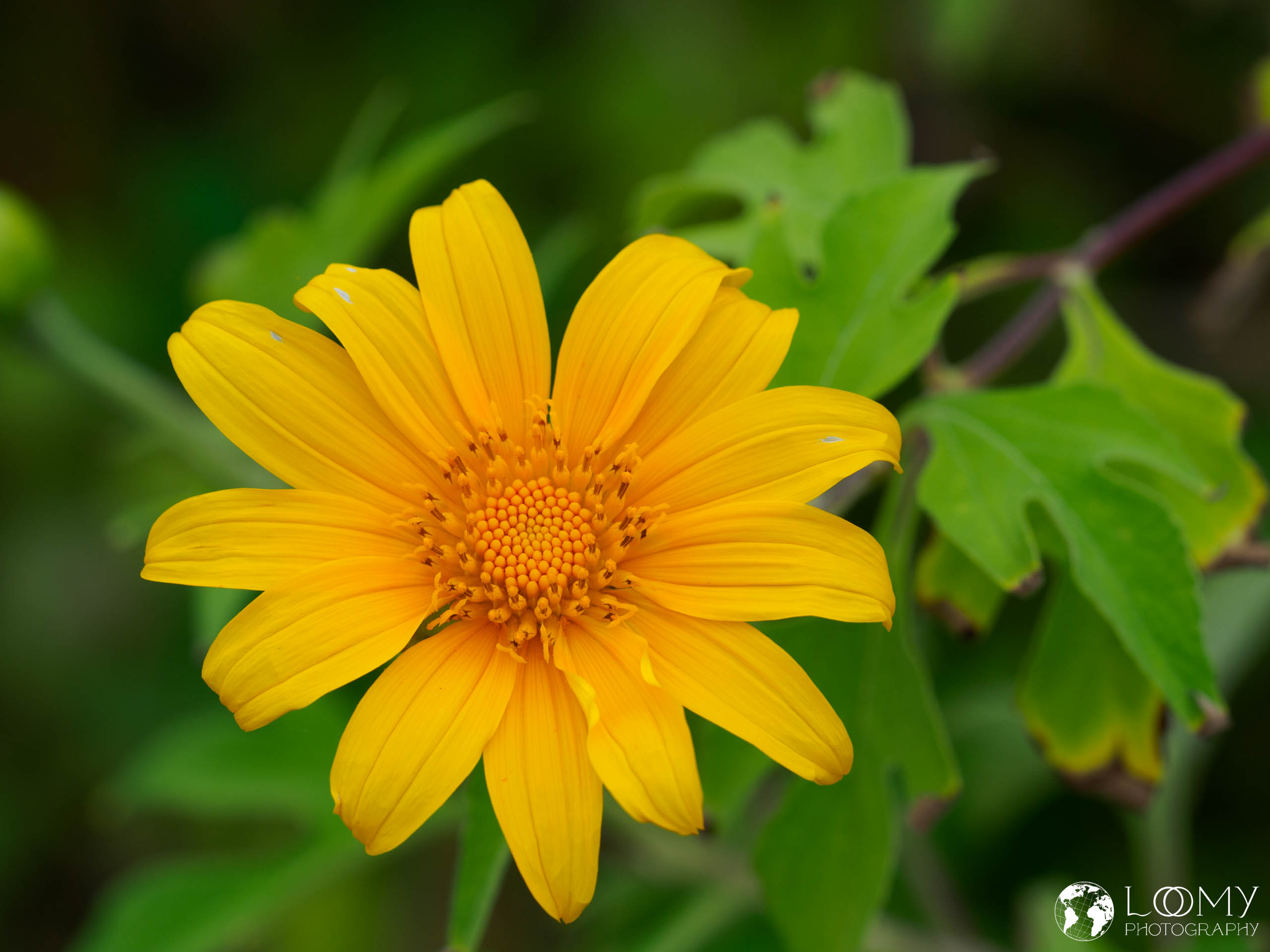 Mexikanische Sonnenblume