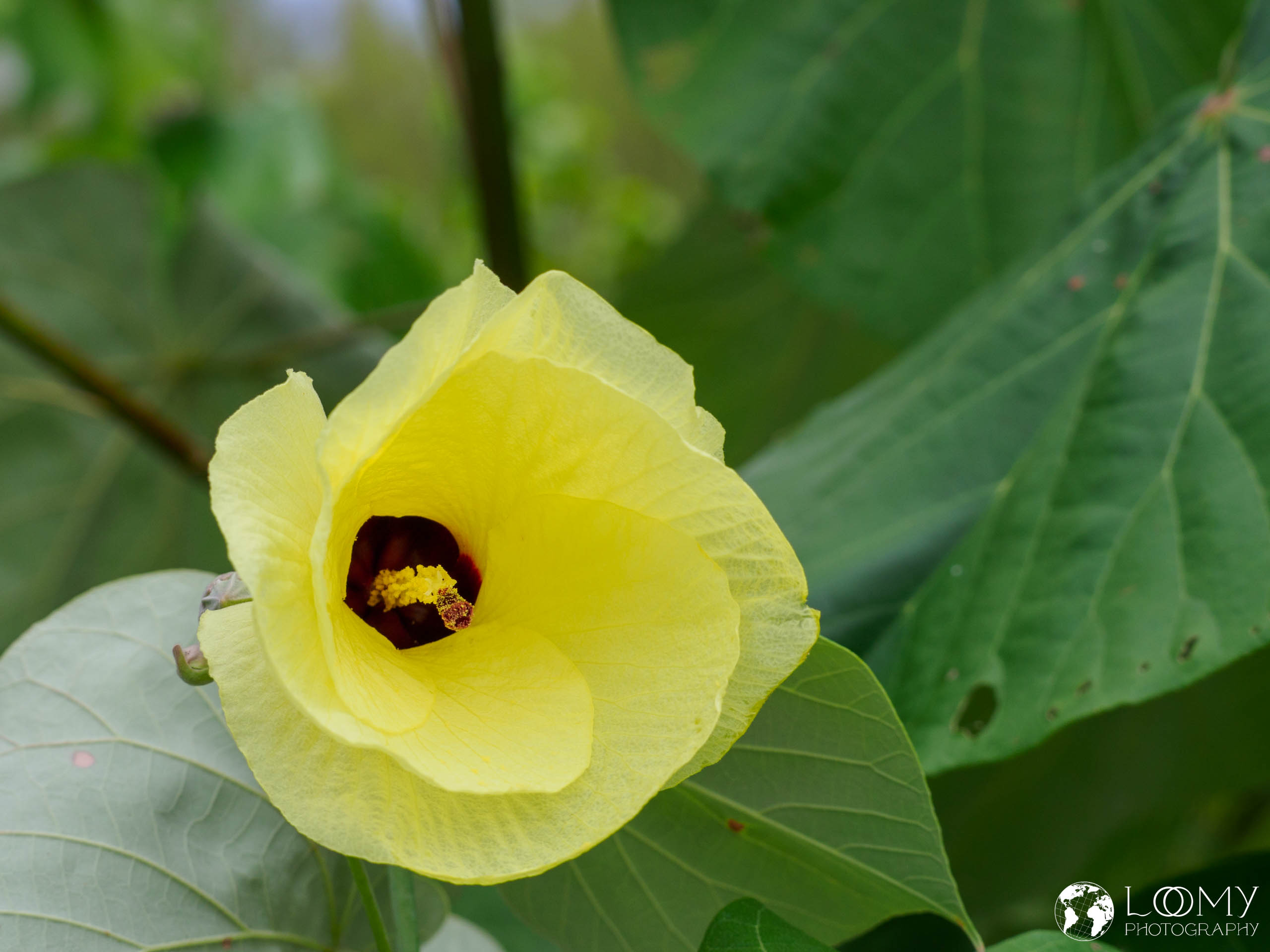 Lindenblättriger Eibisch