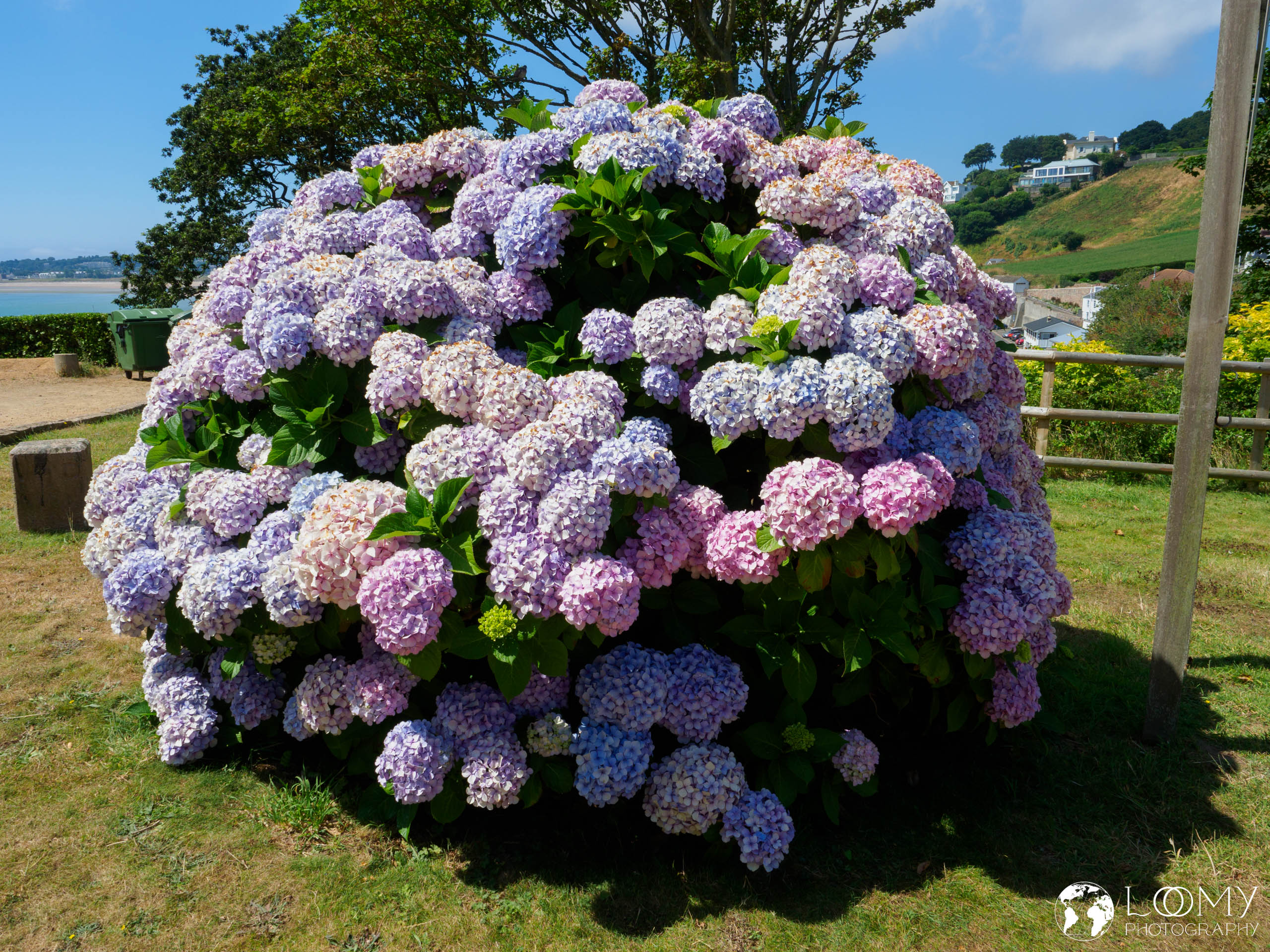 Hortensie