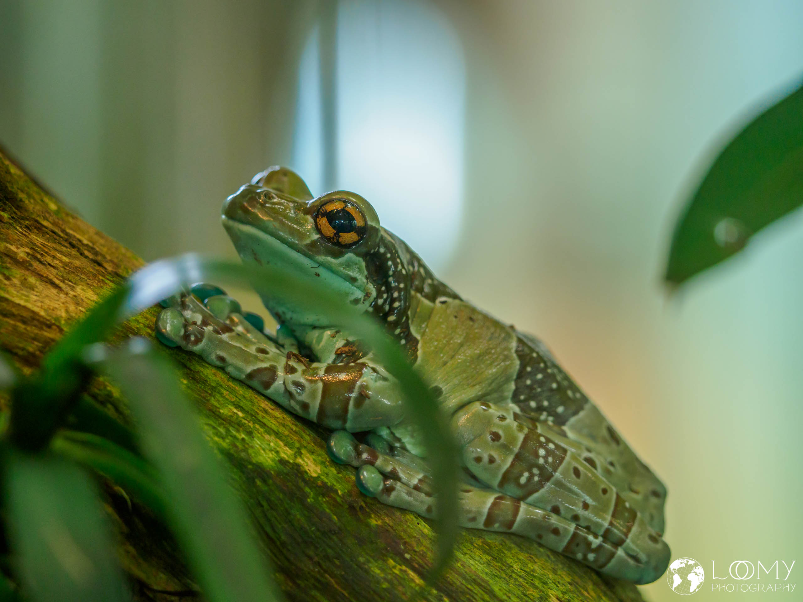 Baumhöhlen-Krötenlaubfrosch