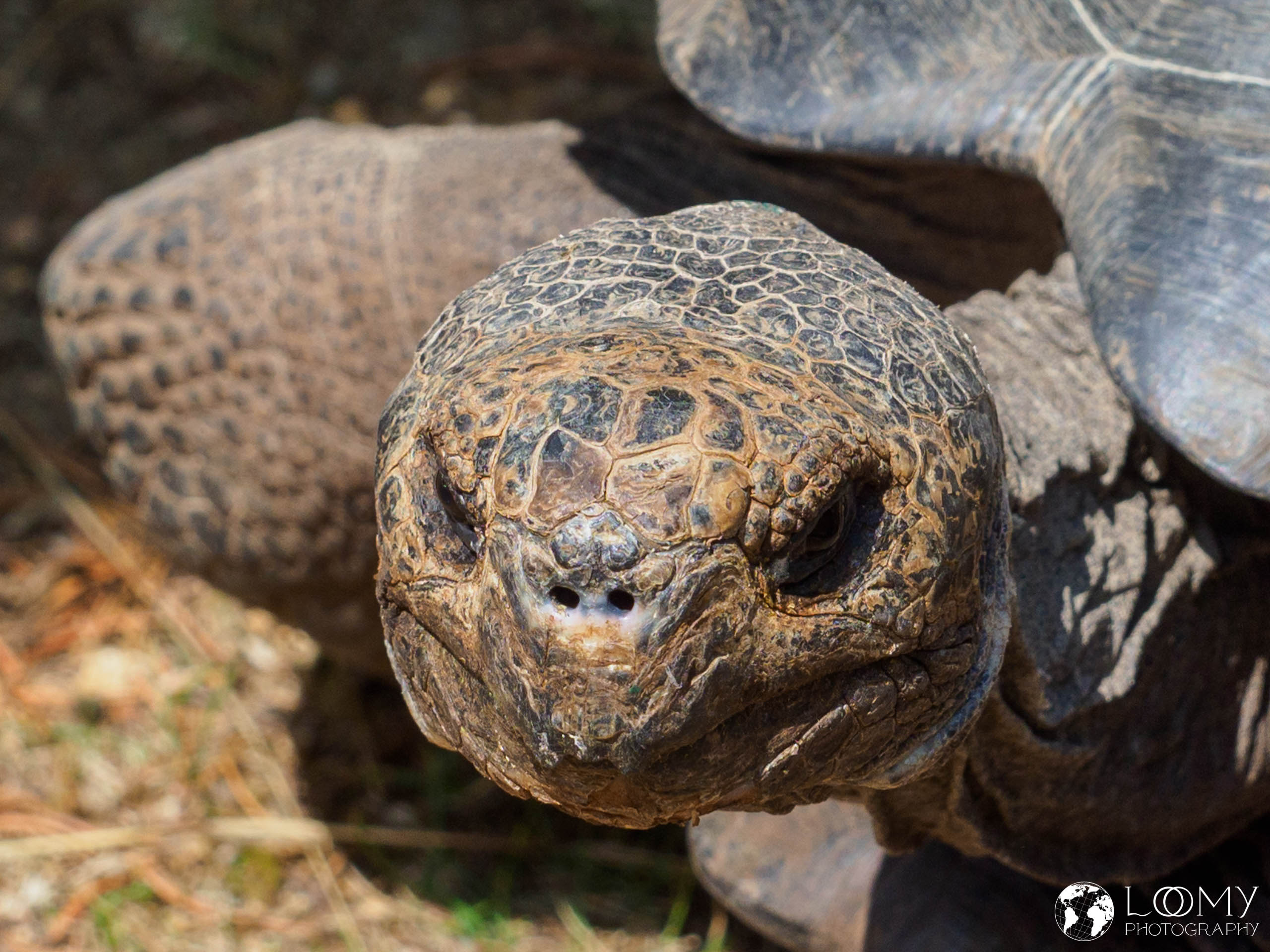 Galapagos-Riesenschildkröte