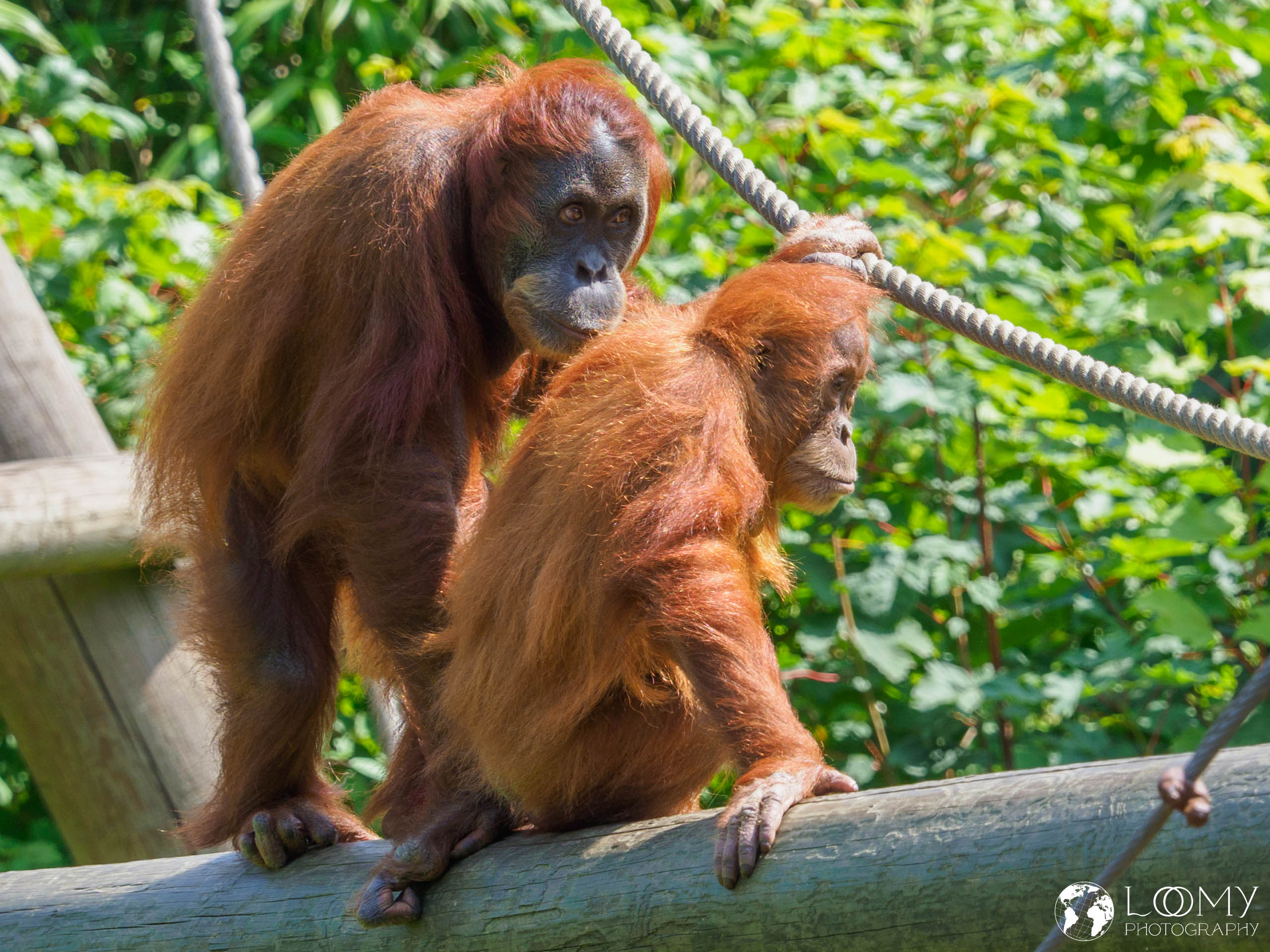 Sumatra-Orang-Utan