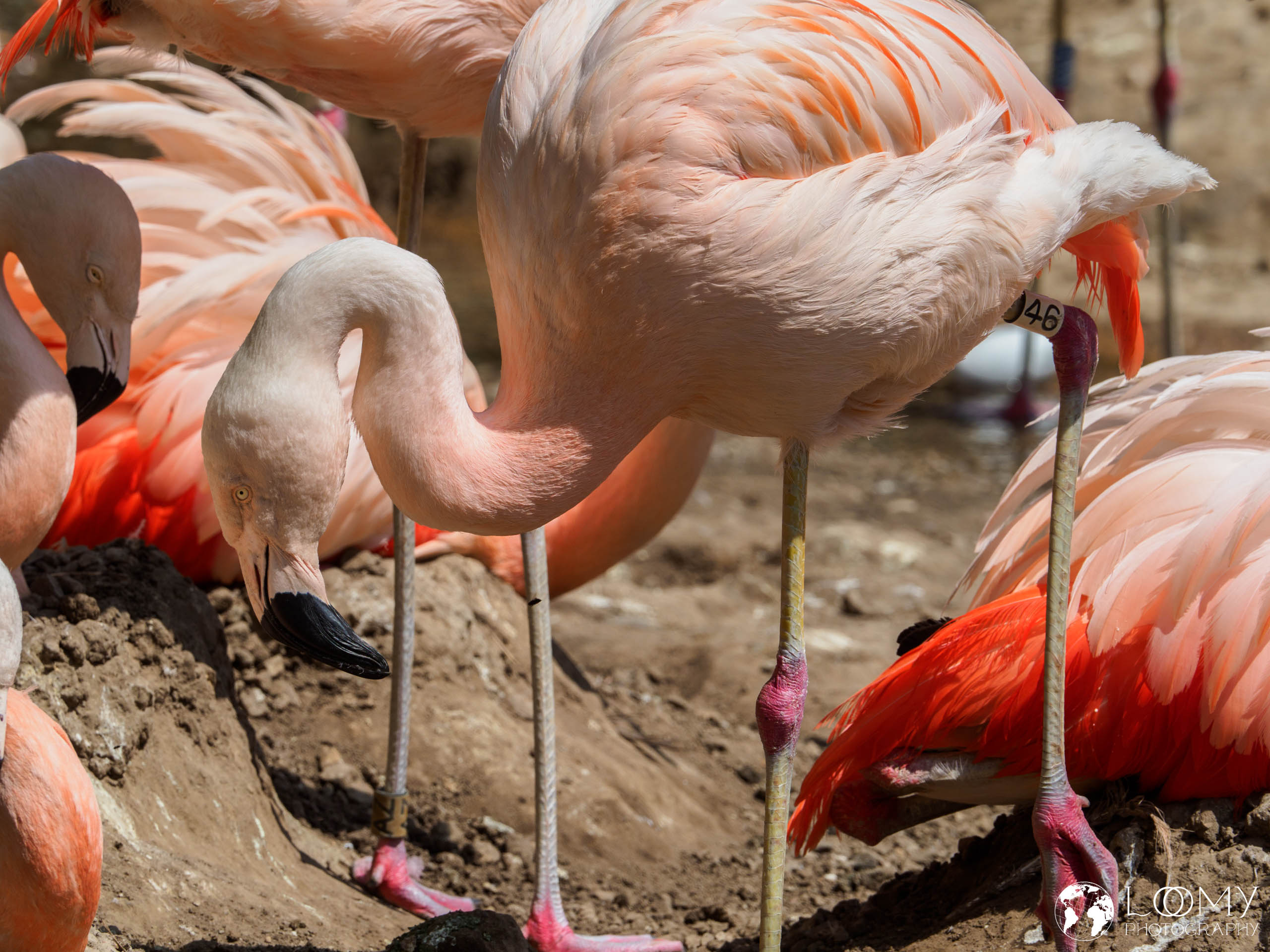 Chileflamingo