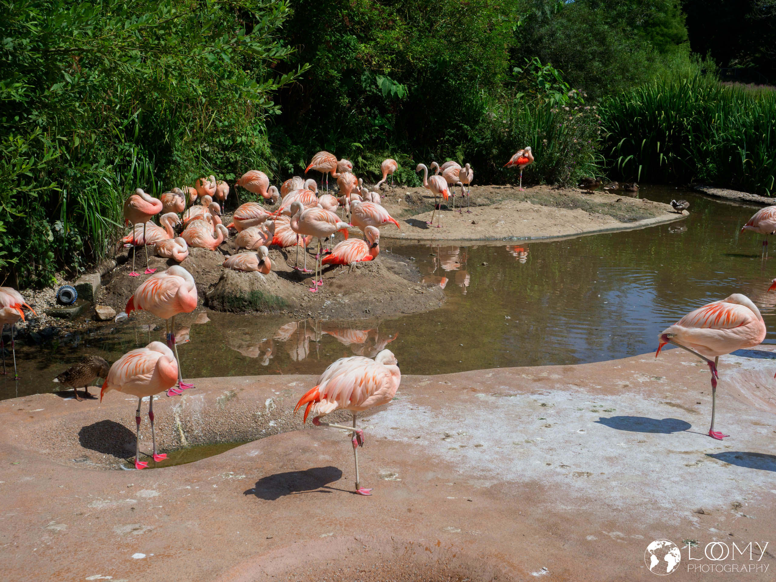 Chileflamingo