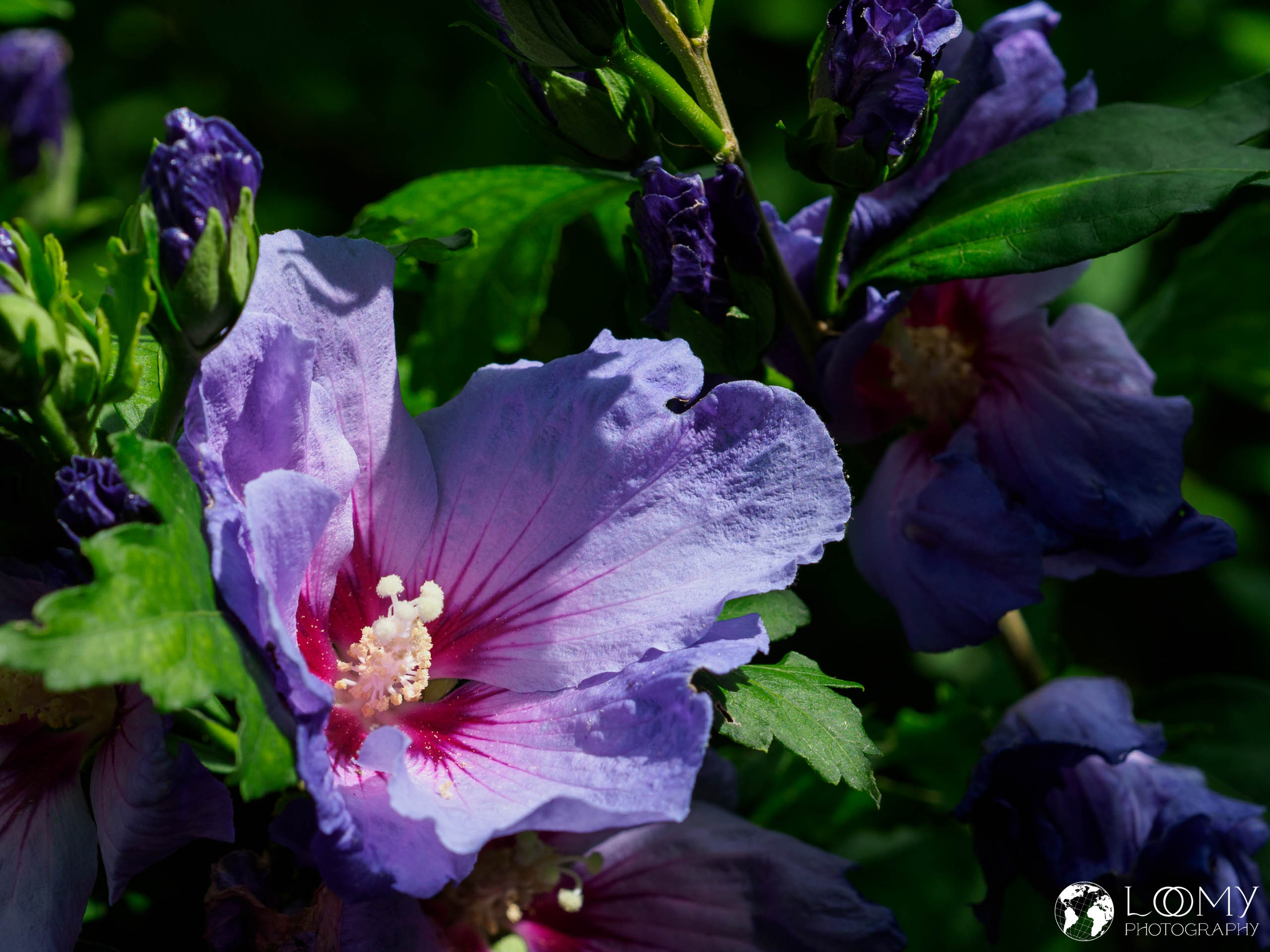 Hibiskus