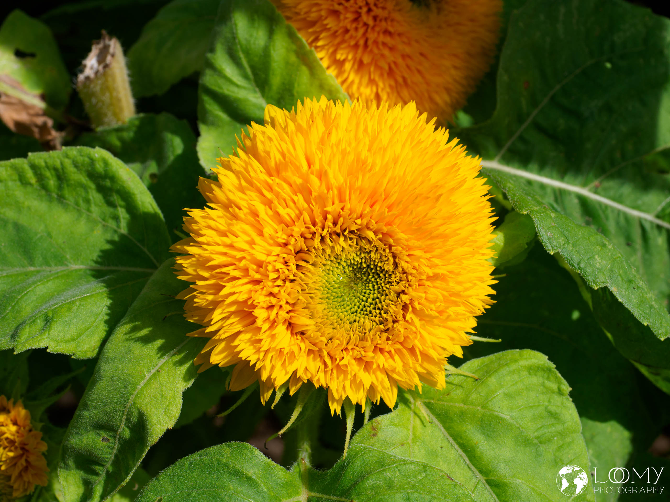 Teddybär Sonnenblume
