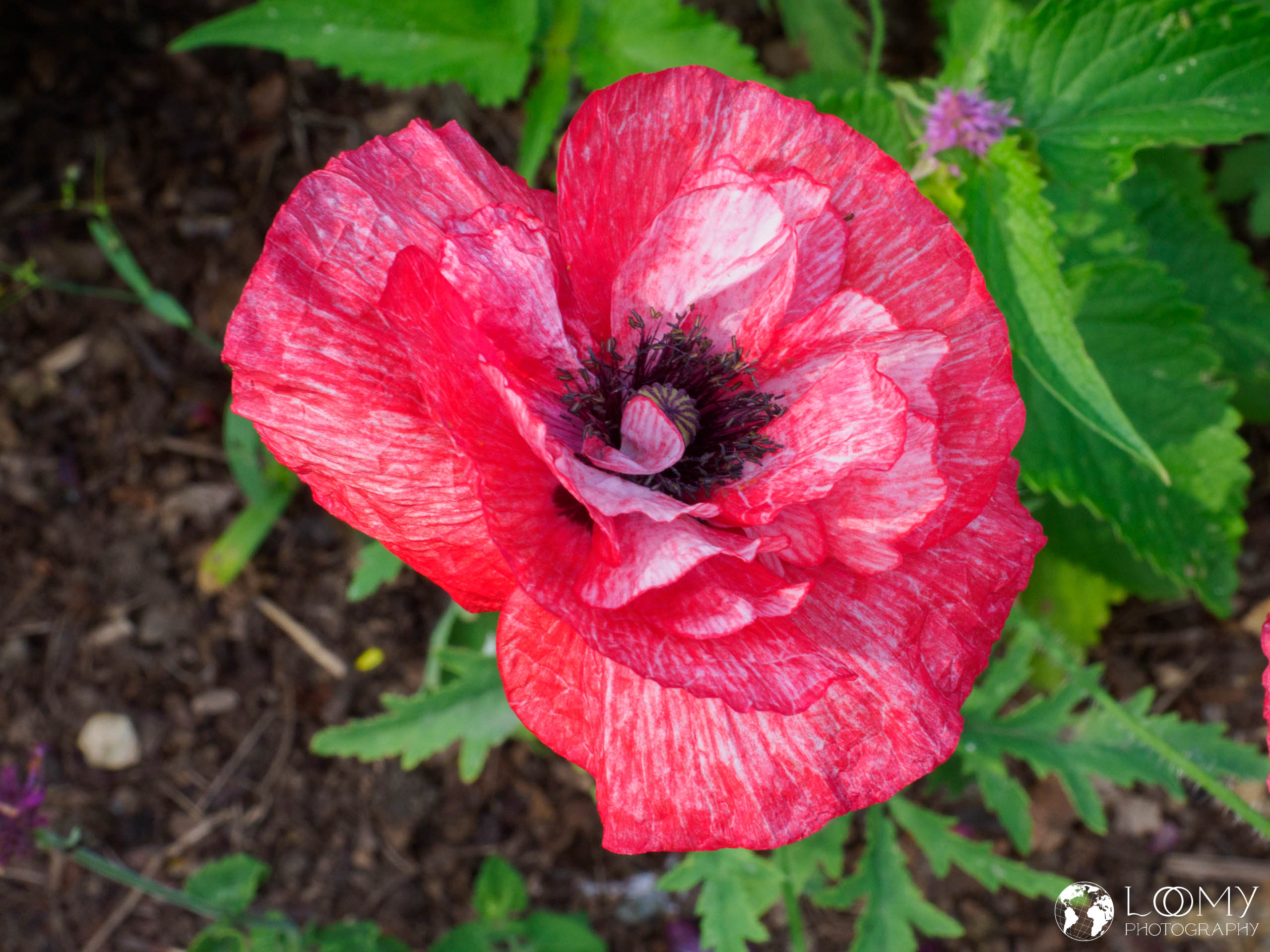 Roter Mohn